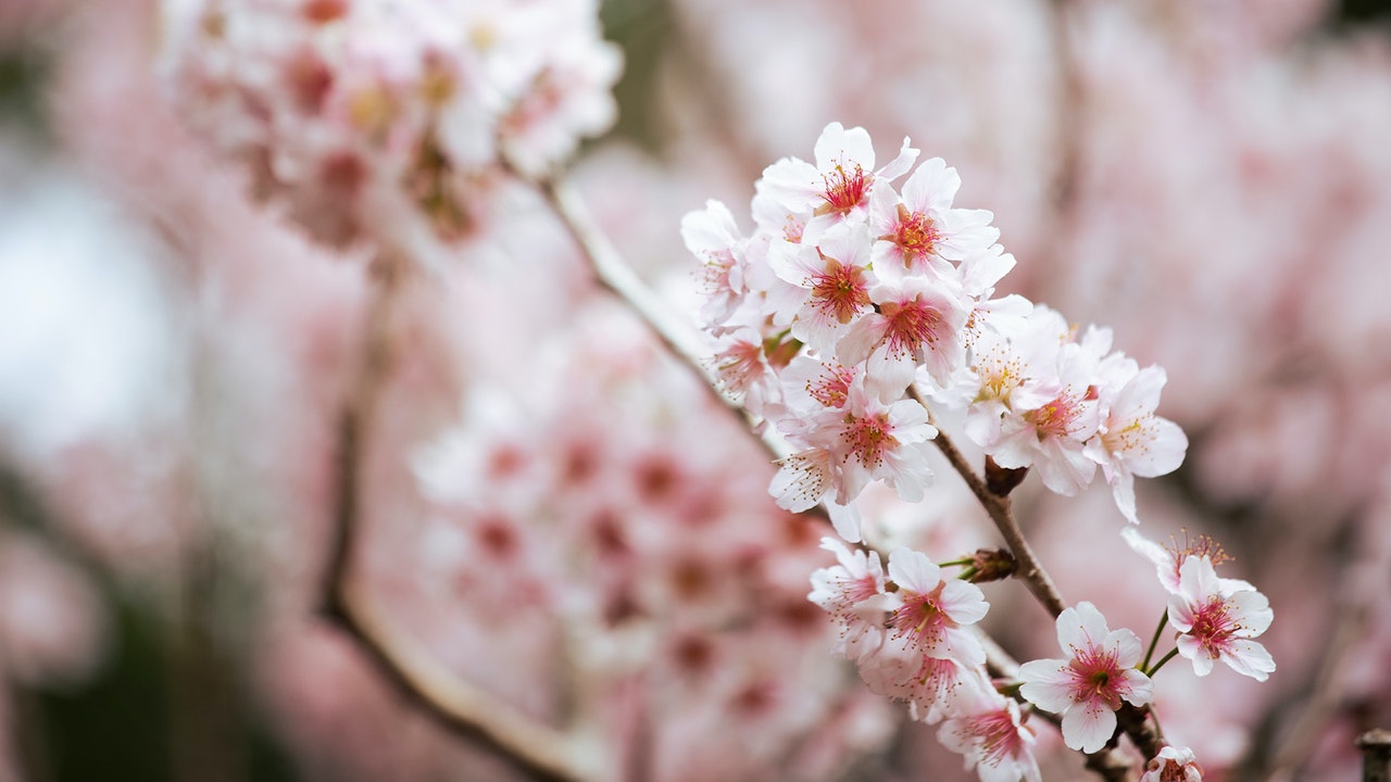 Cherry Blossom Laptop Wallpapers