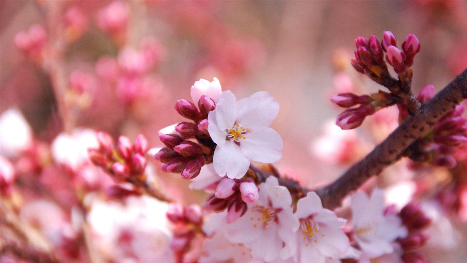 Cherry Blossom Laptop Wallpapers