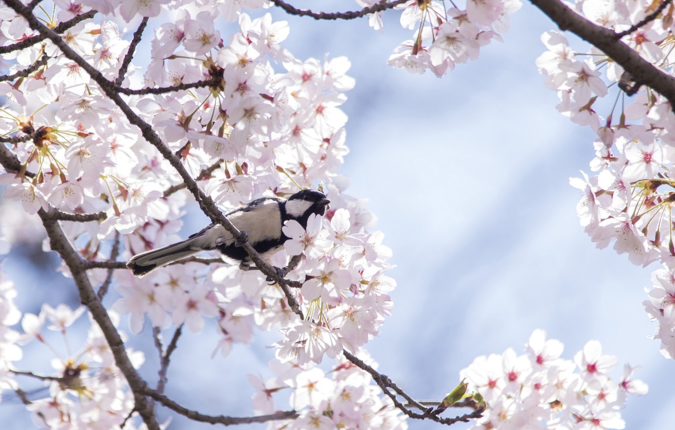 Cherry Blossom Laptop Wallpapers