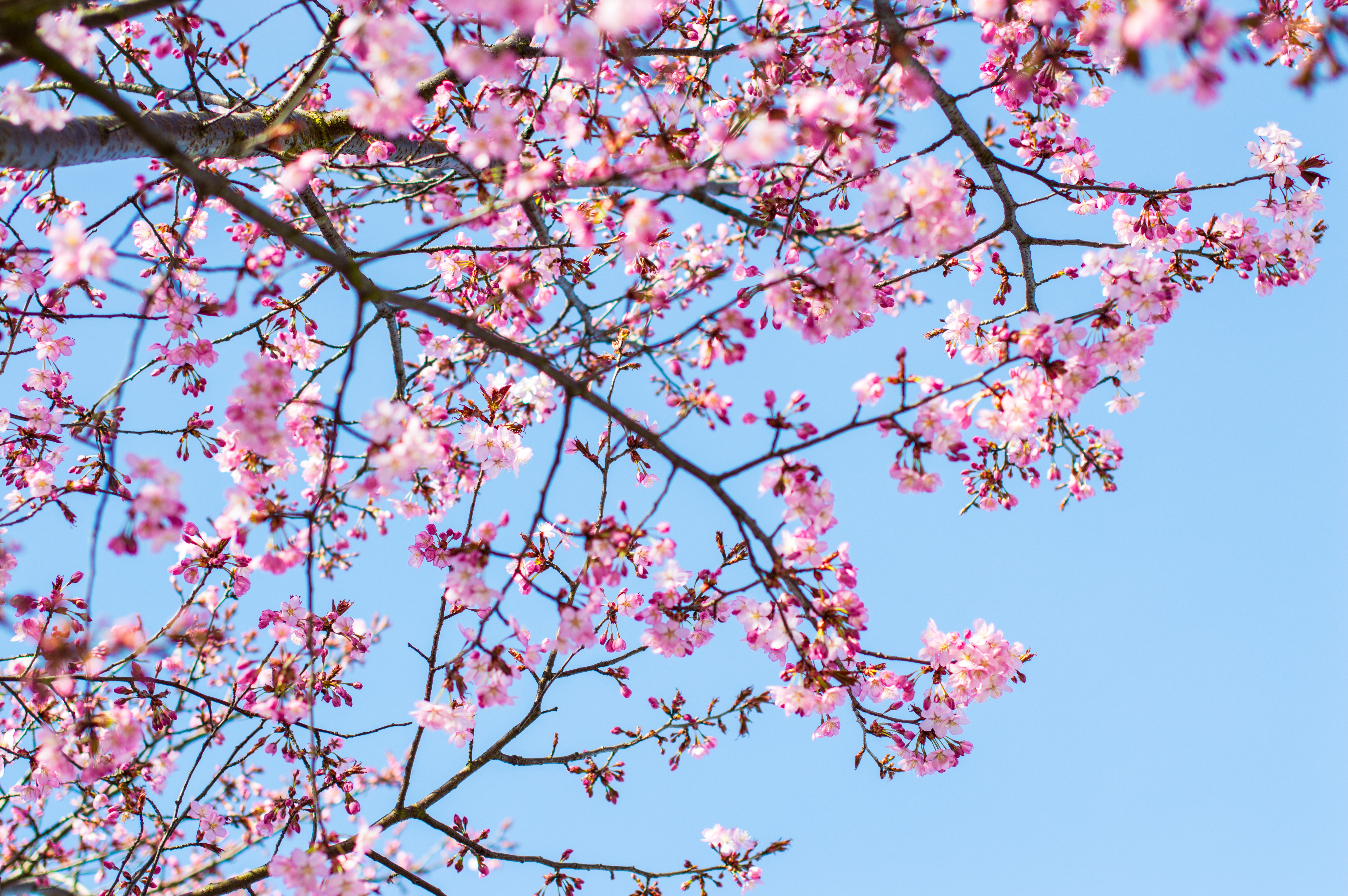 Cherry Blossom Laptop Wallpapers