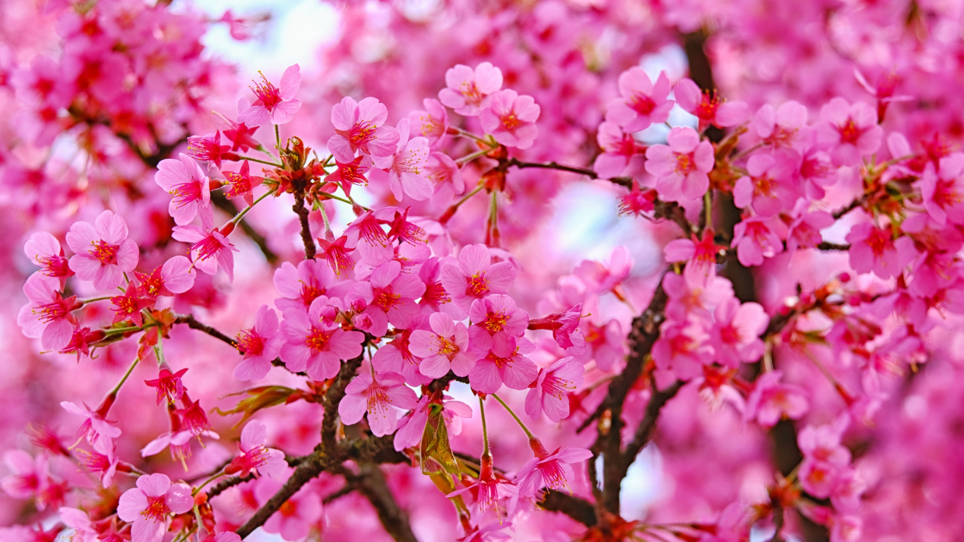 Cherry Blossom Laptop Wallpapers