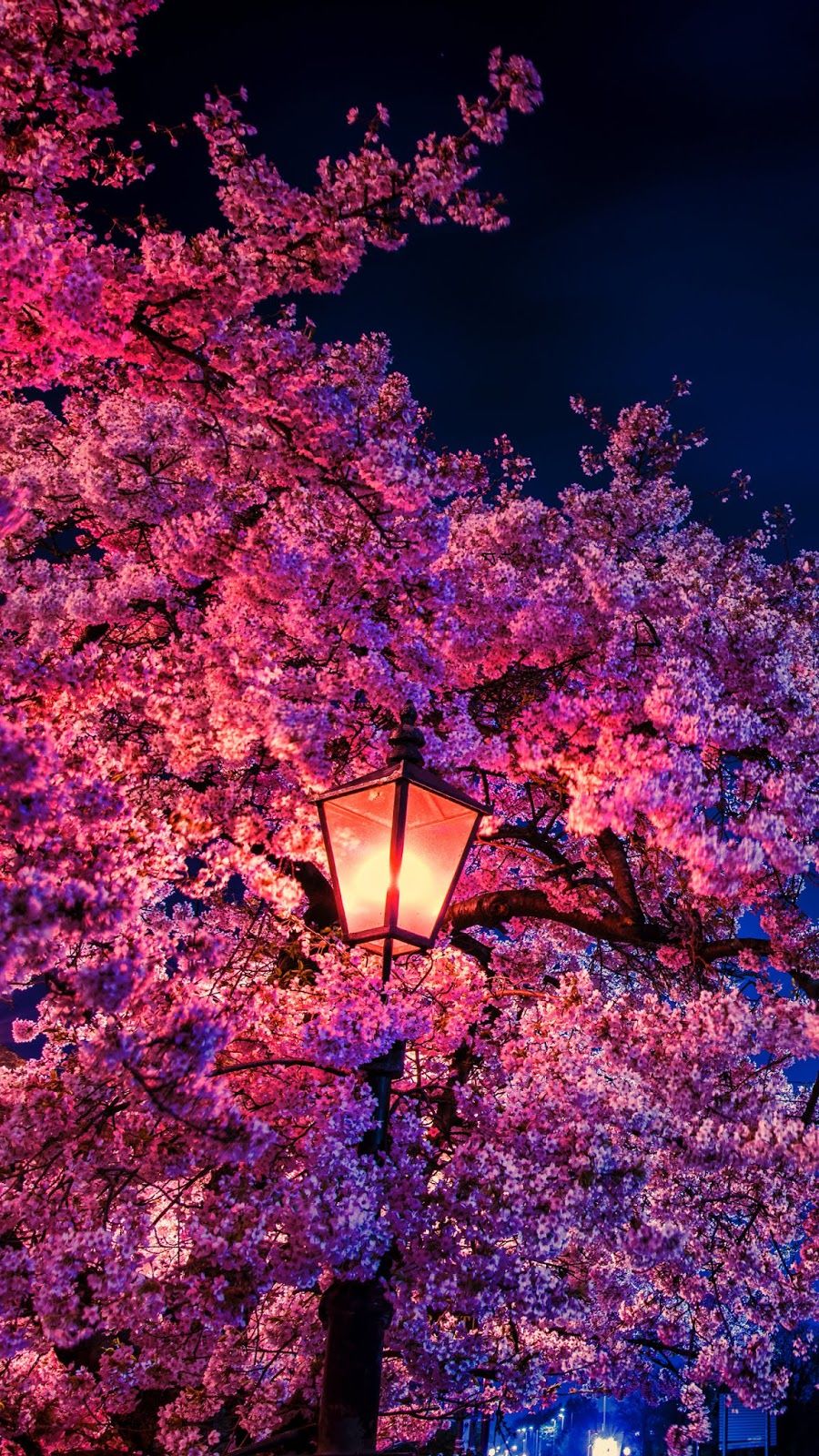 Cherry Blossom Night Wallpapers
