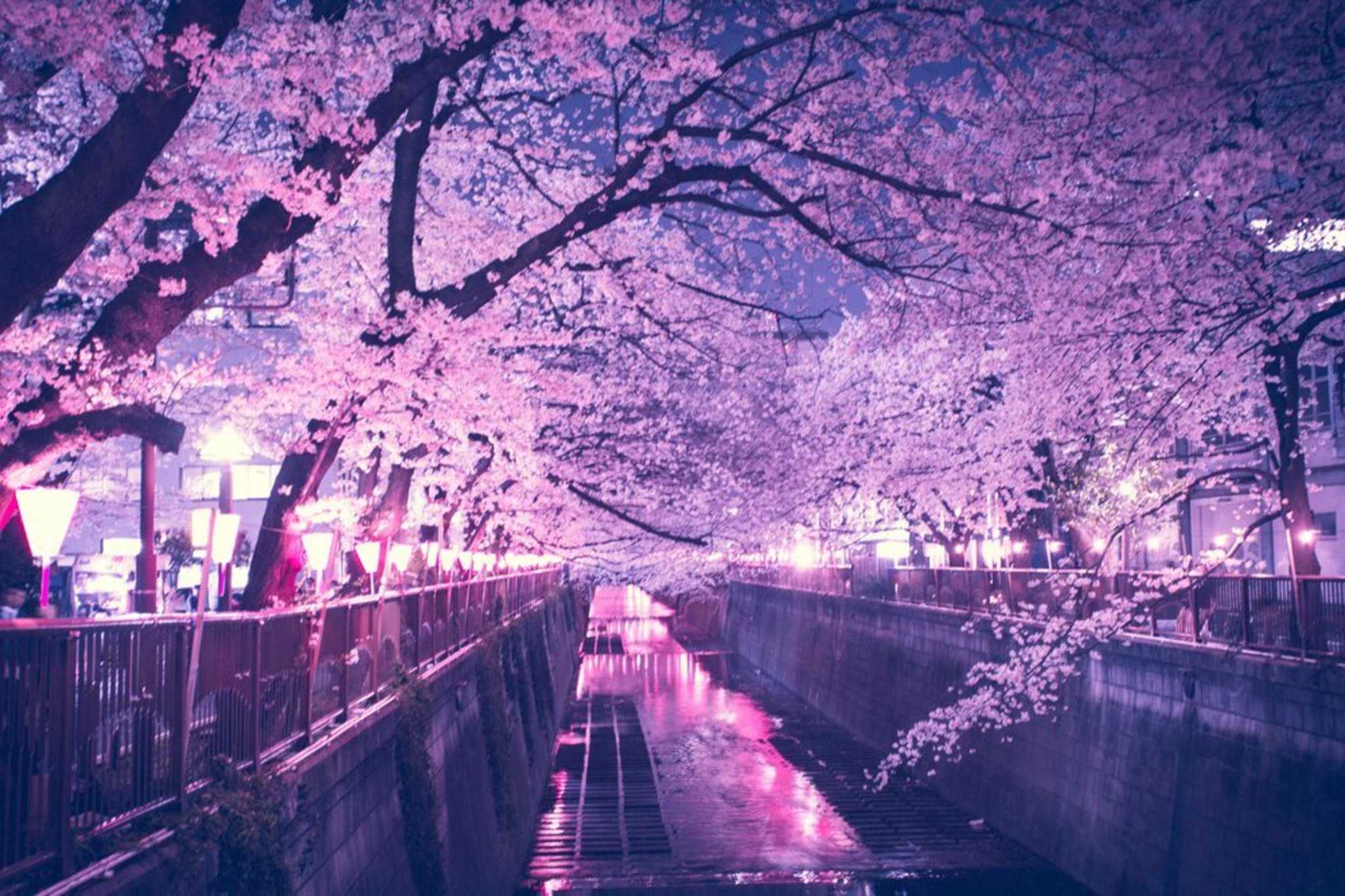 Cherry Blossom Night Wallpapers