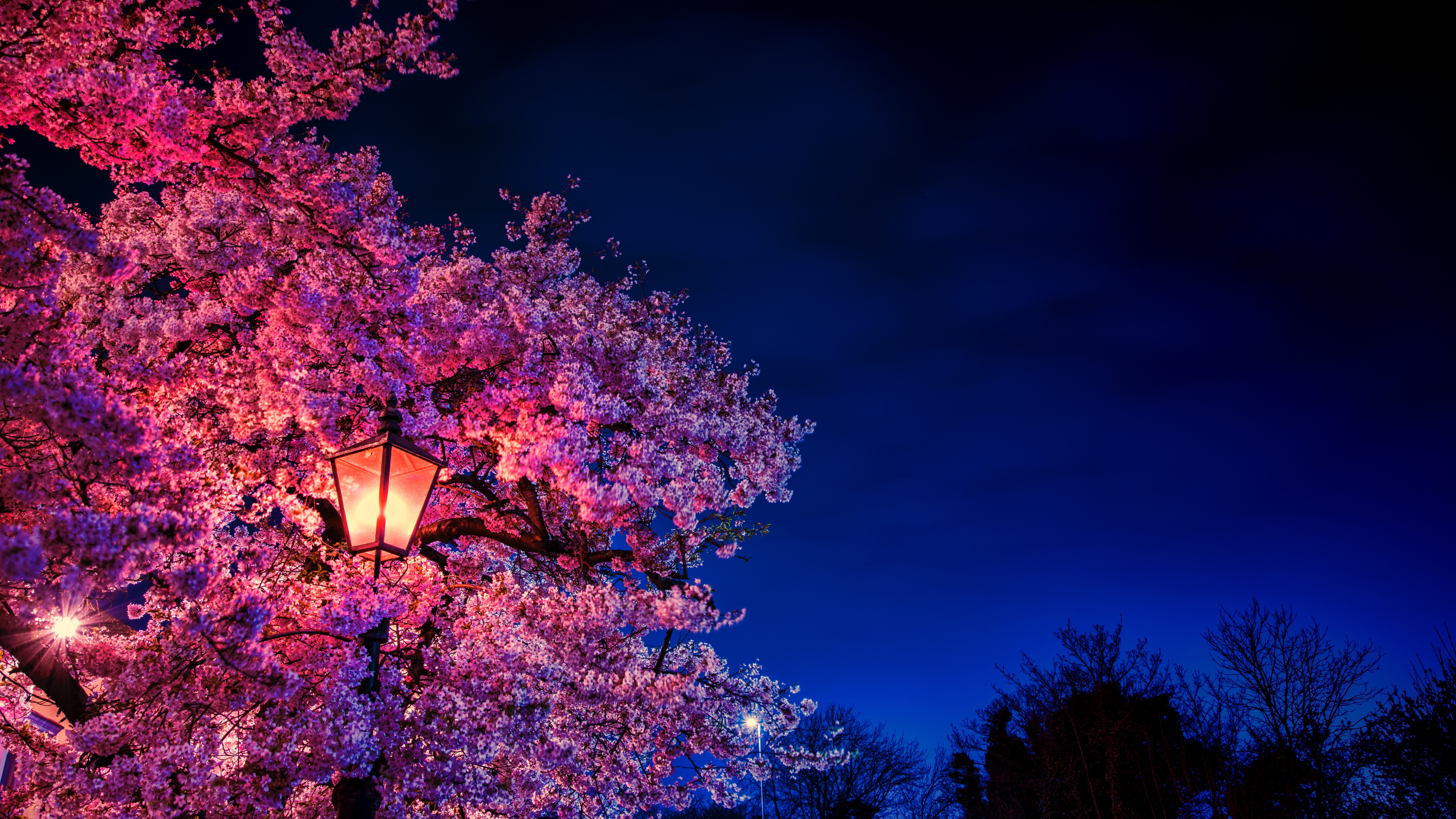 Cherry Blossom Night Wallpapers