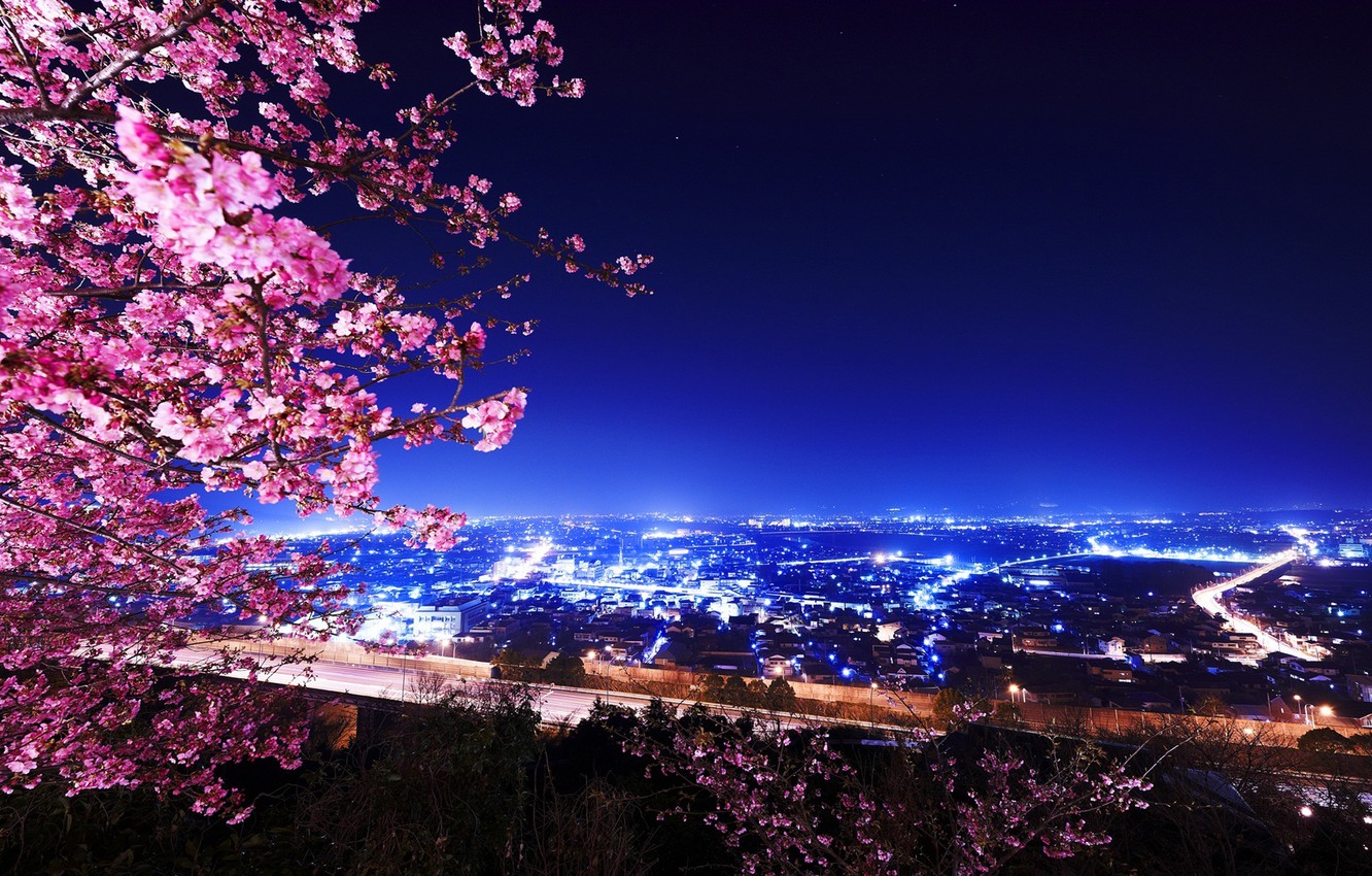 Cherry Blossom Night Wallpapers