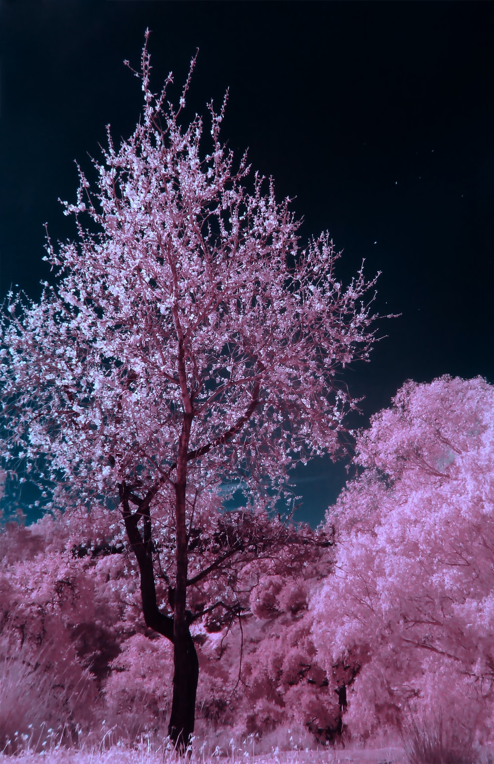 Cherry Blossom Night Wallpapers