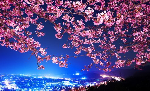 Cherry Blossom Night Wallpapers