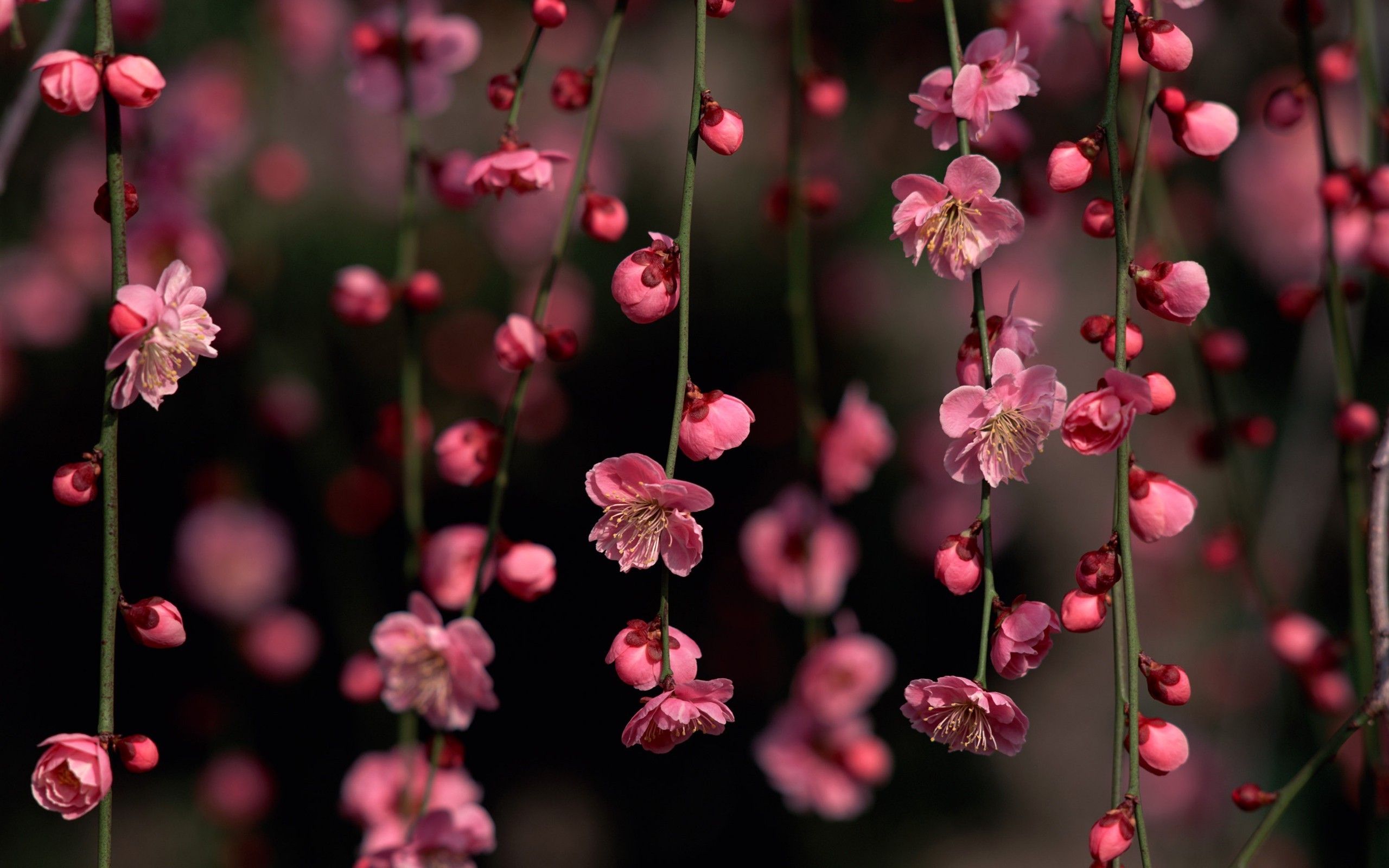 Cherry Blossom Night Wallpapers