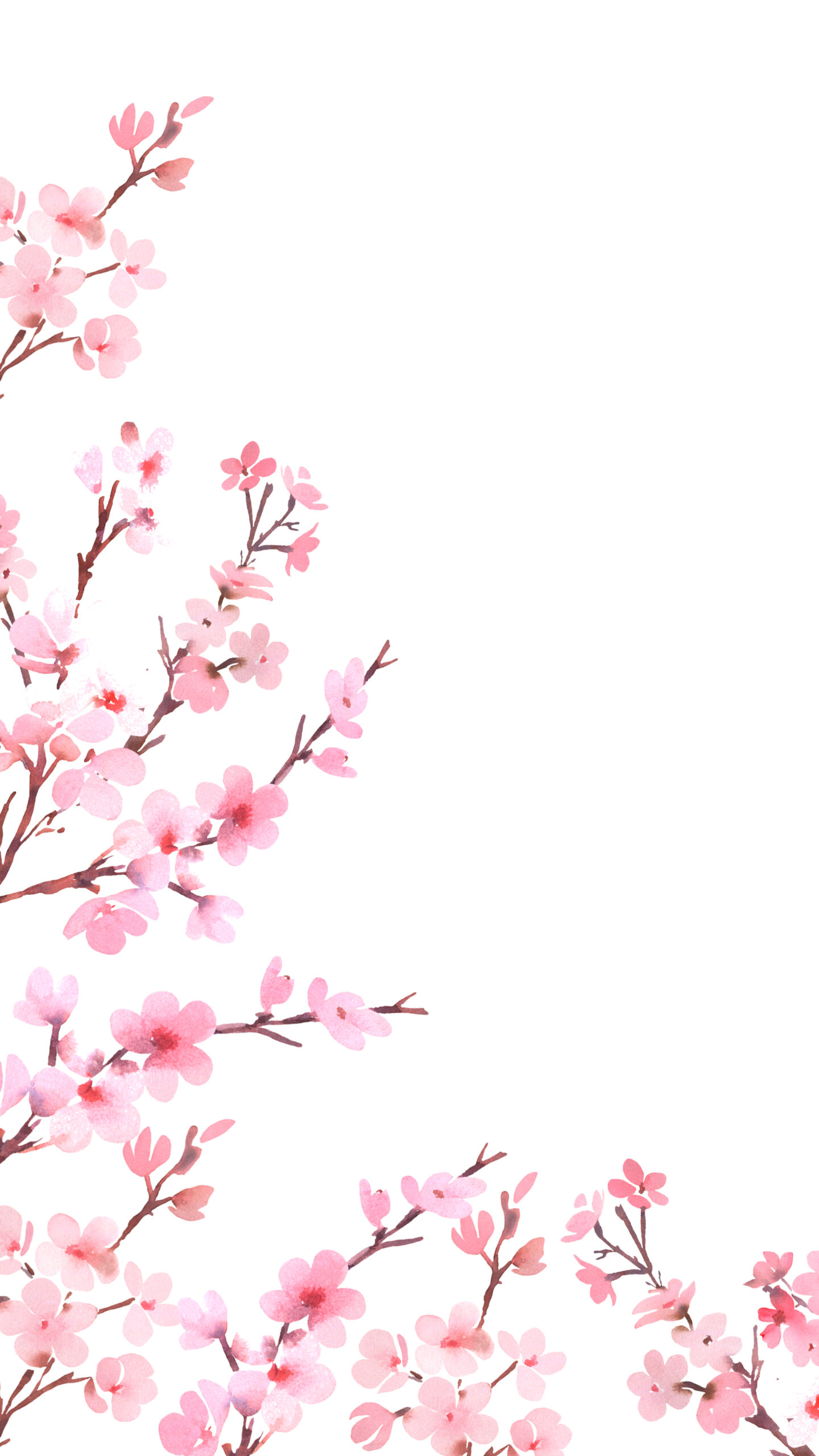 Cherry Blossom Phone Wallpapers