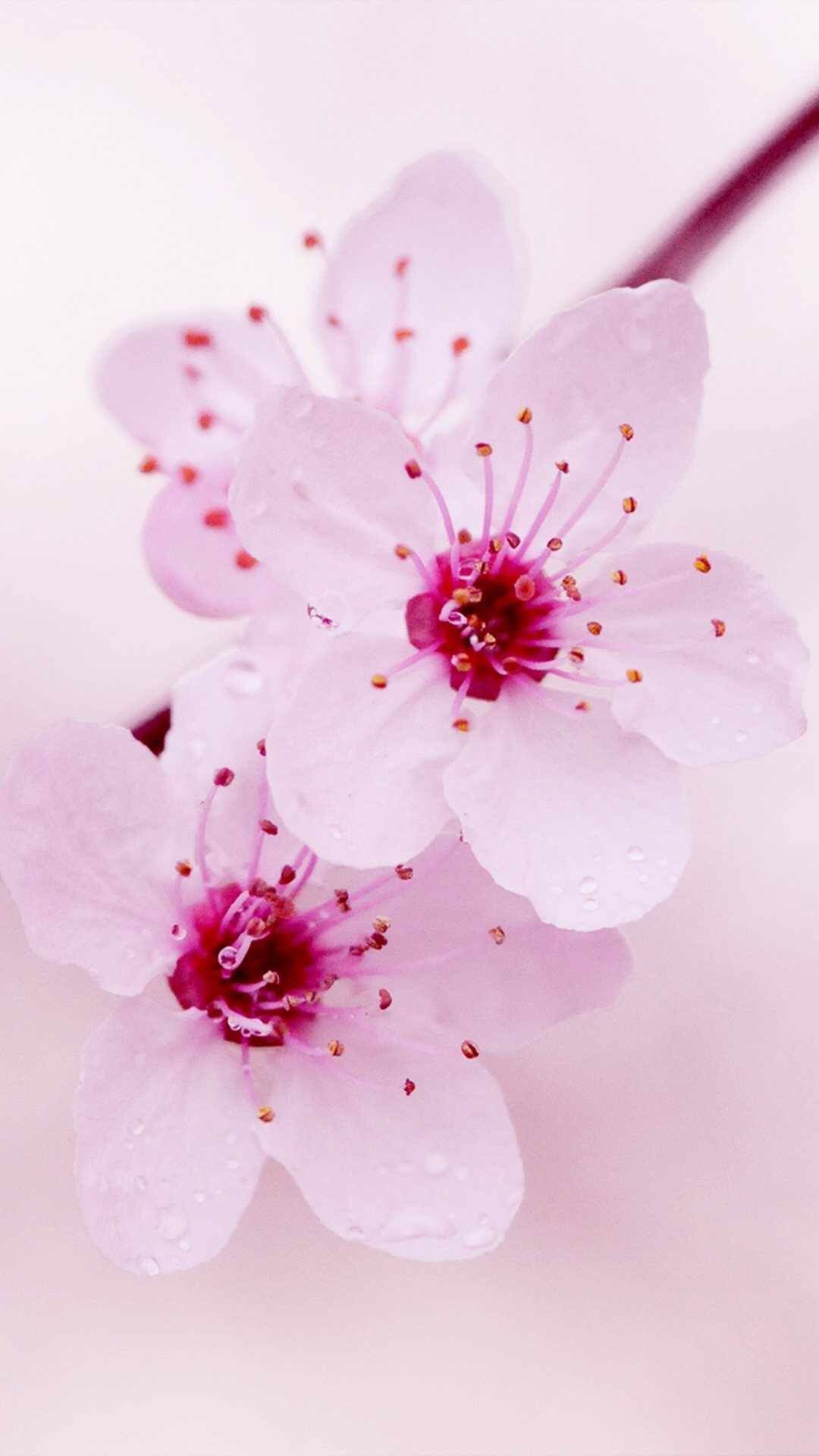 Cherry Blossom Phone Wallpapers