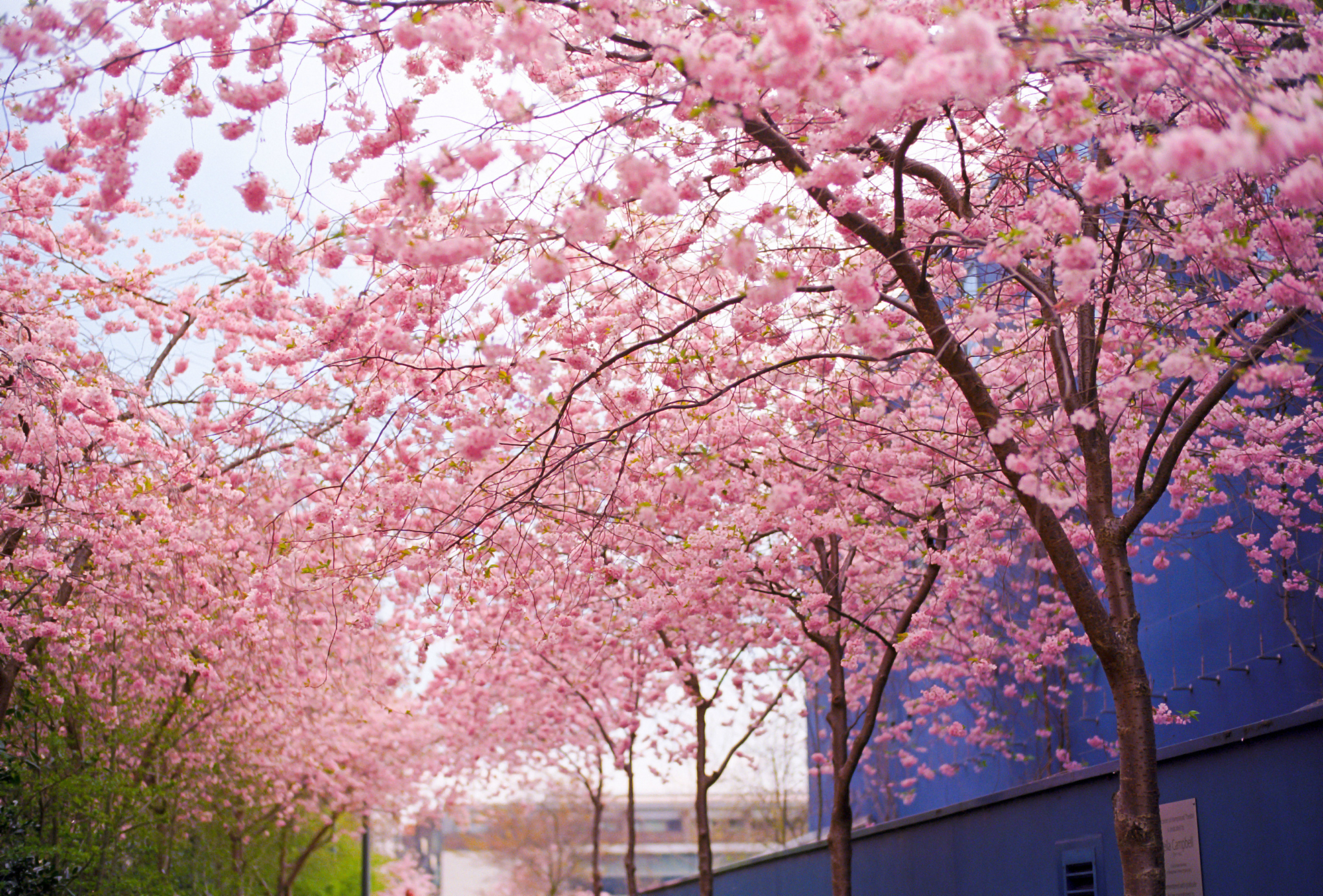 Cherry Blossom Tree Anime Wallpapers