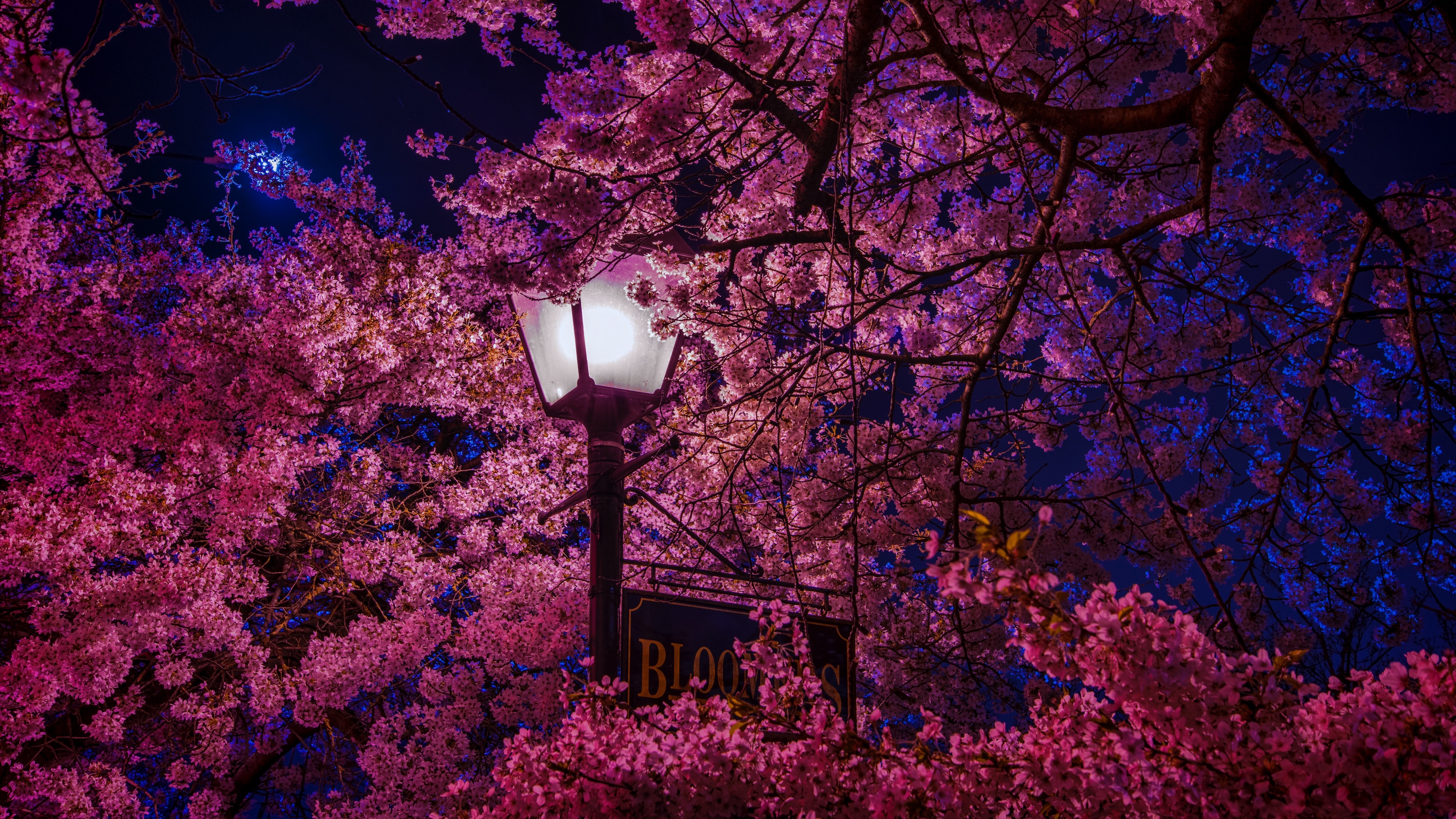 Cherry Blossom Tree At Night Wallpapers