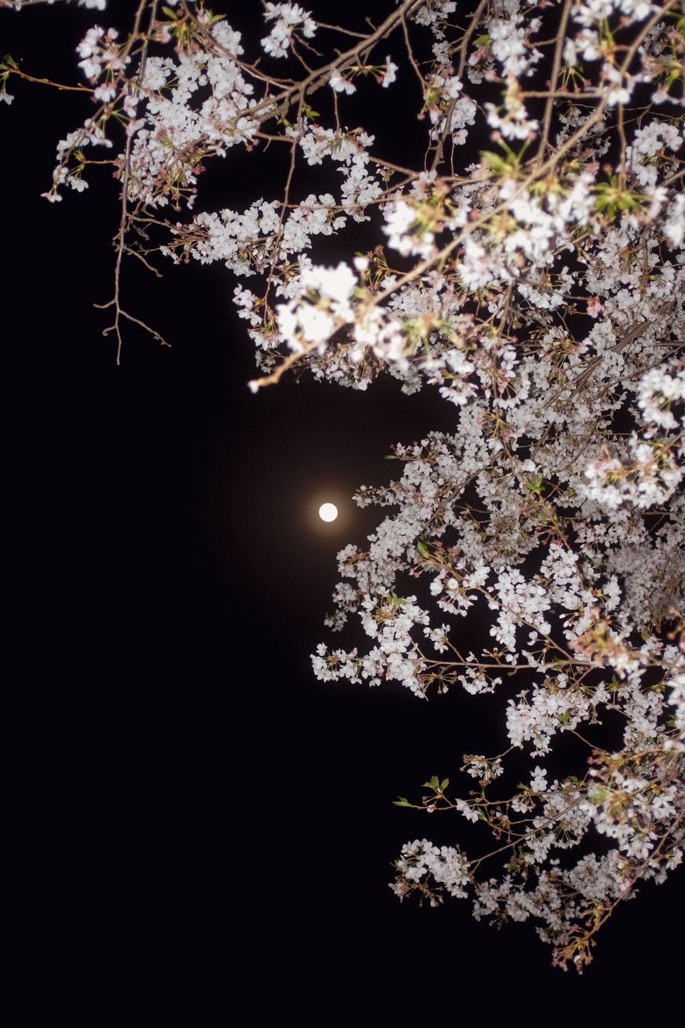 Cherry Blossom Tree At Night Wallpapers