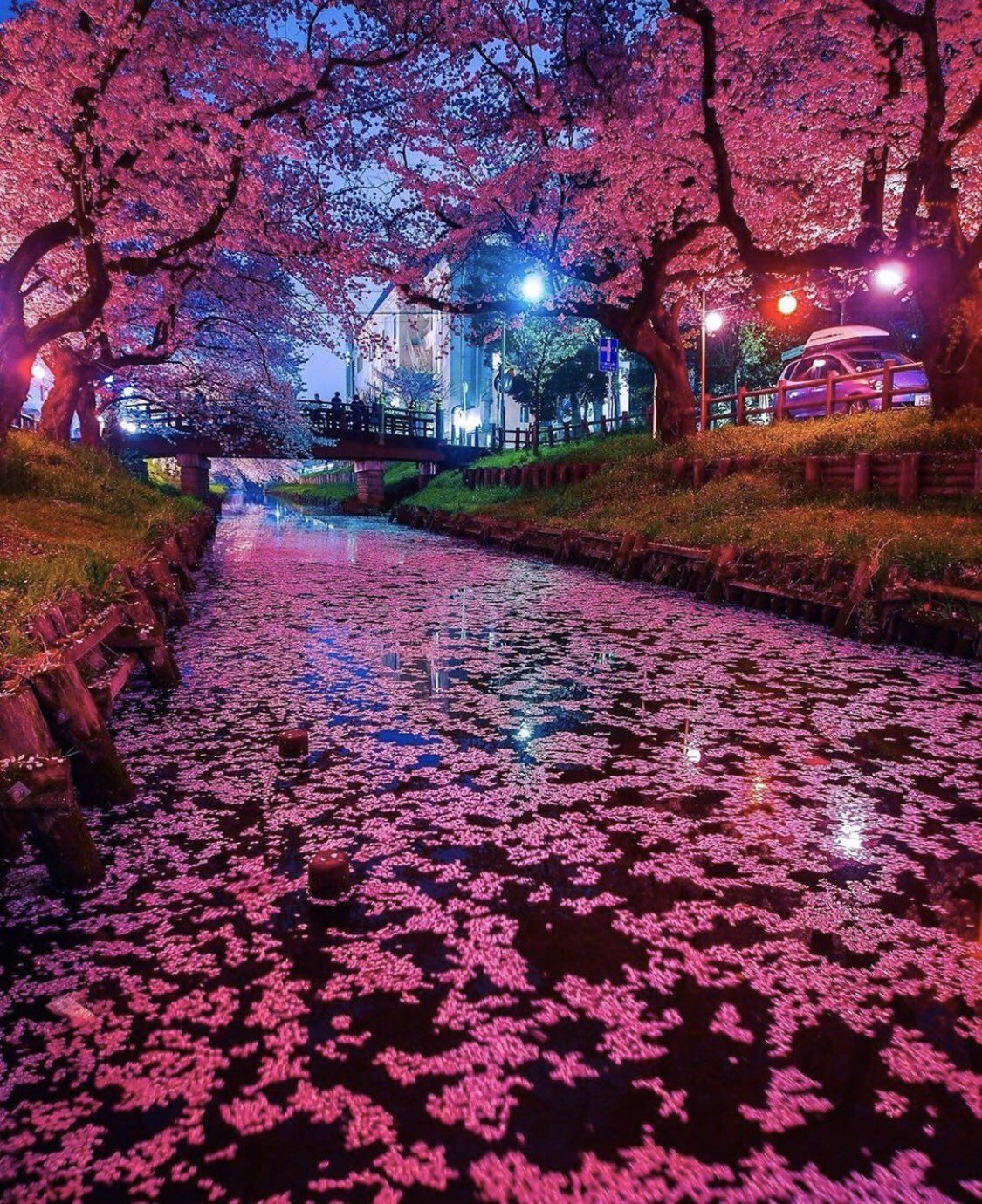 Cherry Blossom Tree At Night Wallpapers