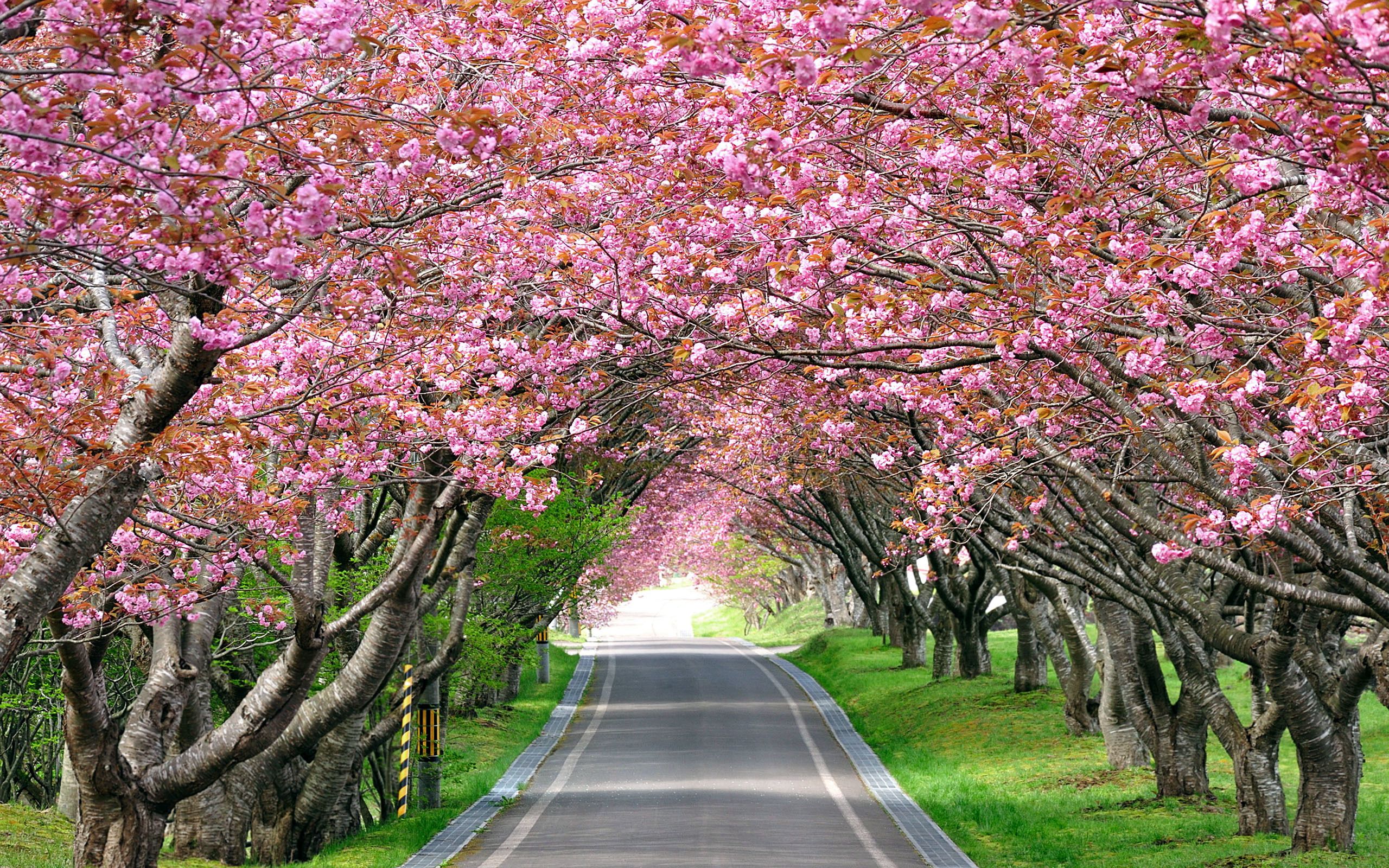 Cherry Blossom Tree Wallpapers