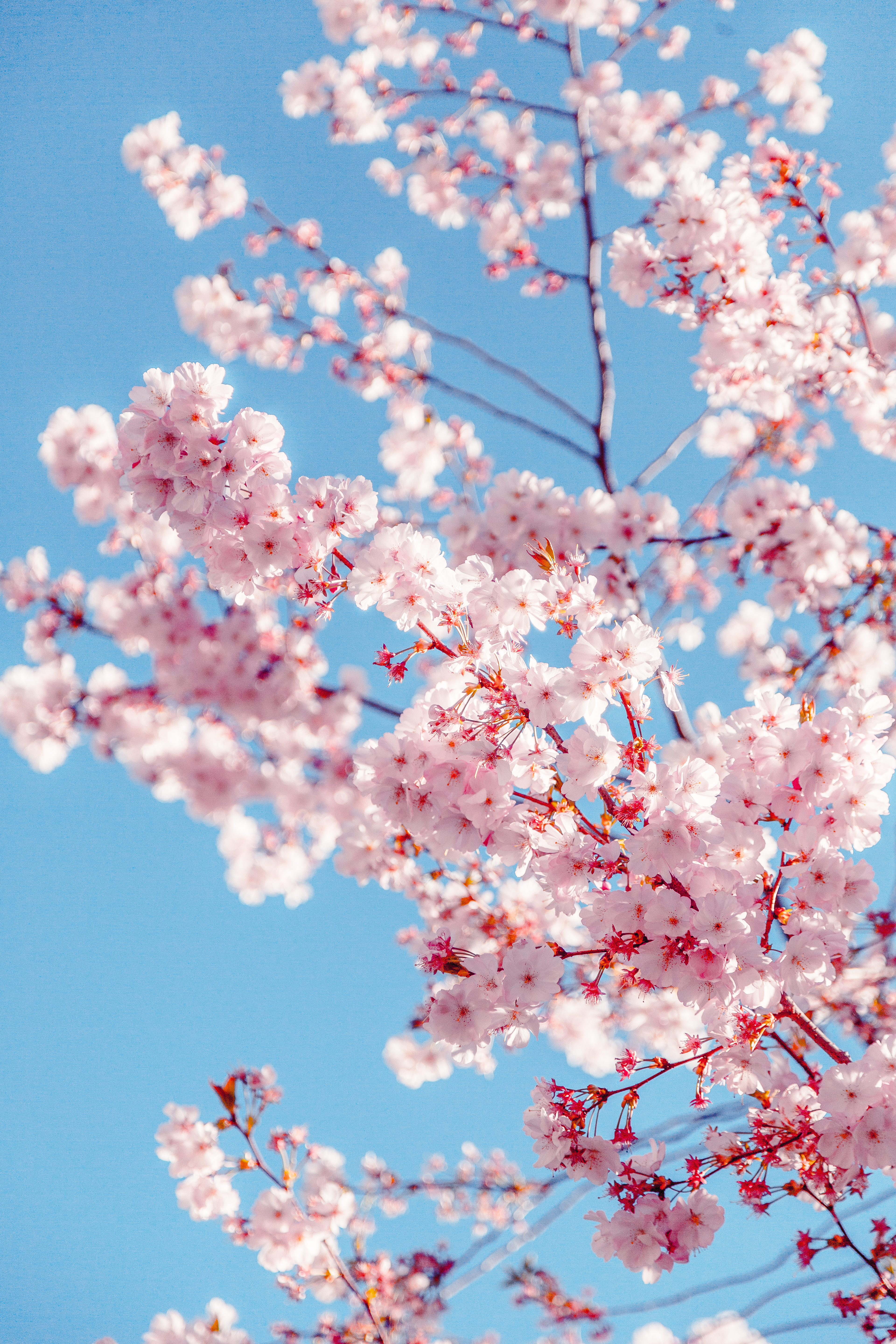 Cherry Blossom Tree Wallpapers