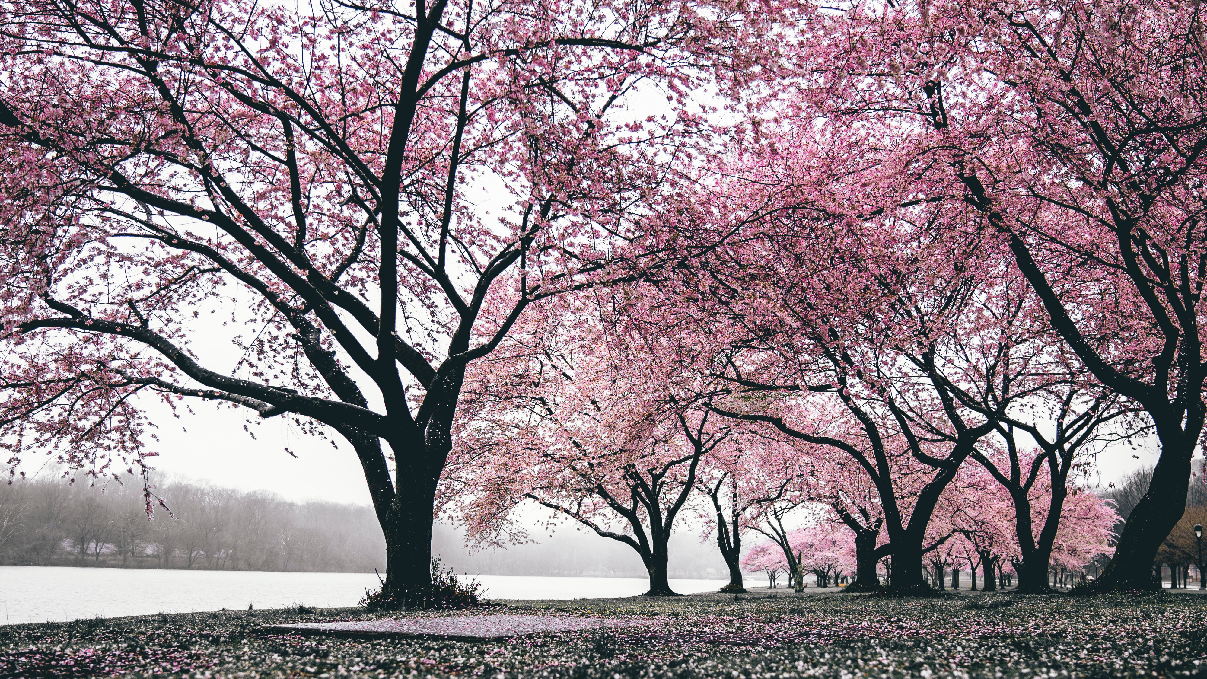 Cherry Blossom Tree Wallpapers