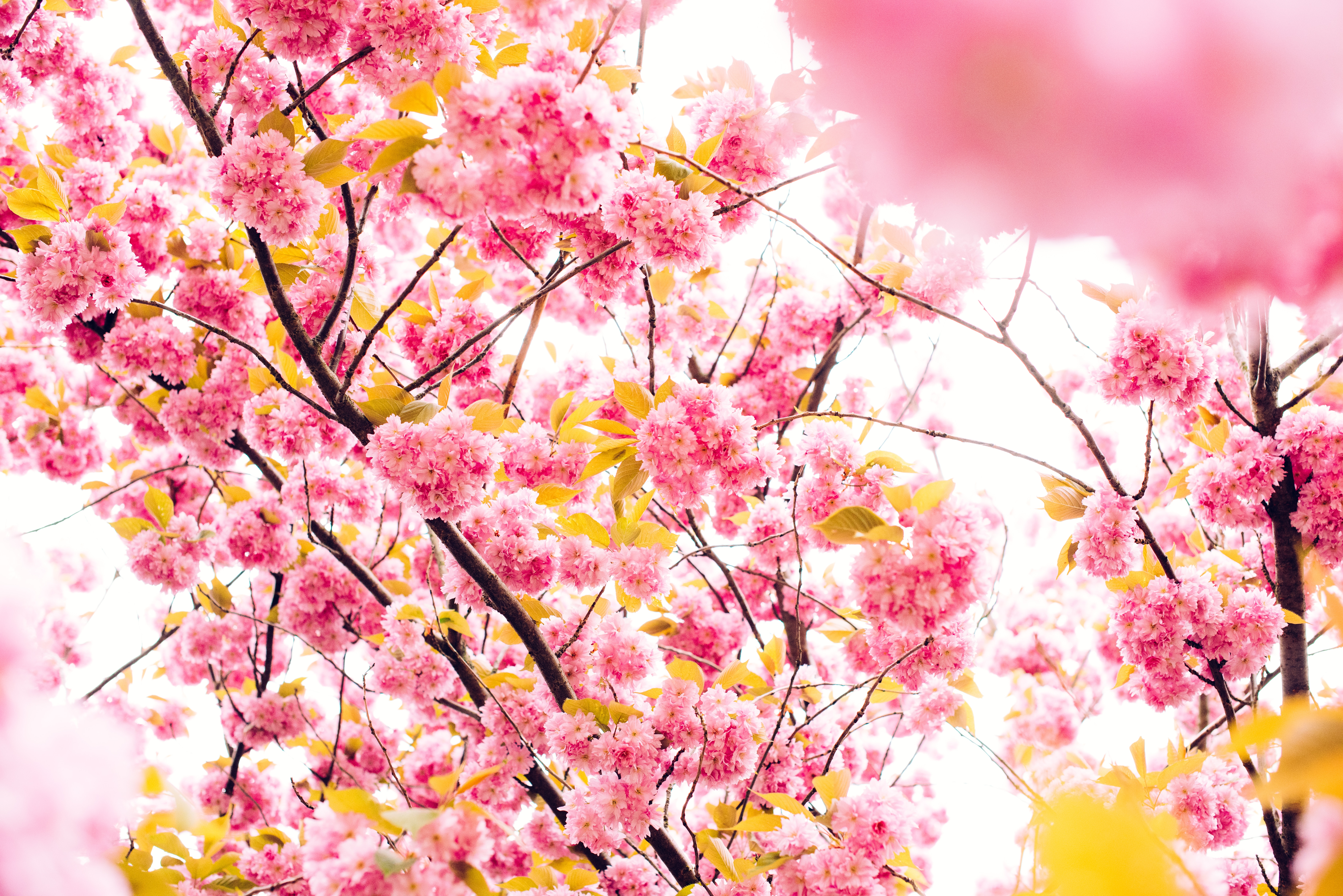 Cherry Blossom Tree Wallpapers