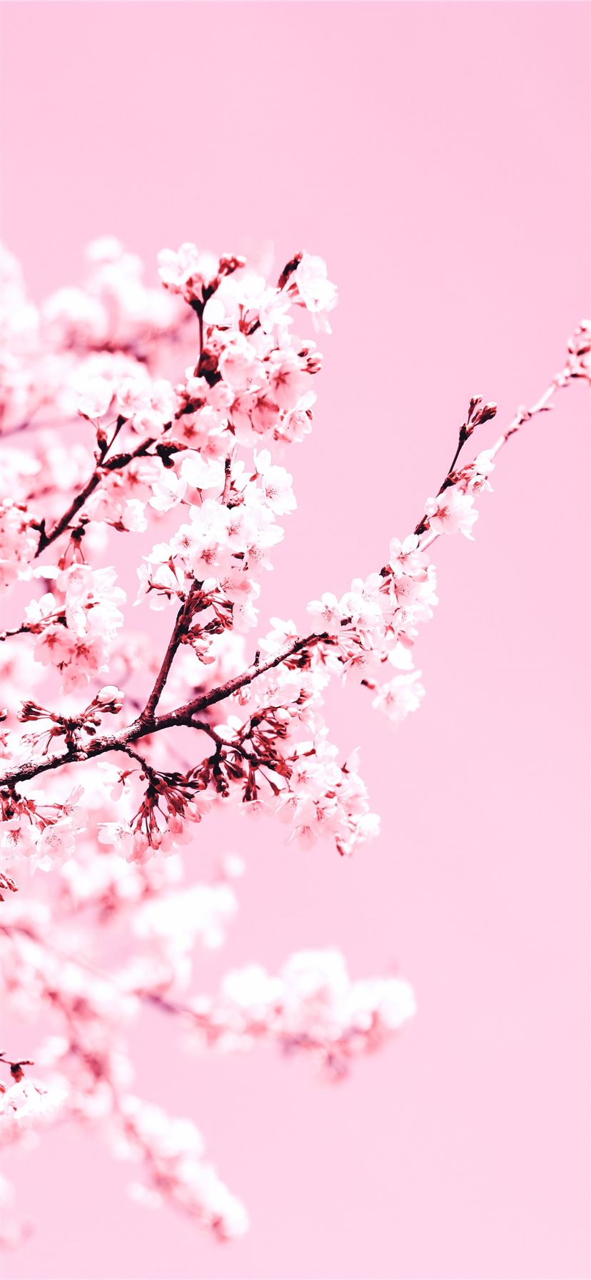 Cherry Blossom Tree Wallpapers