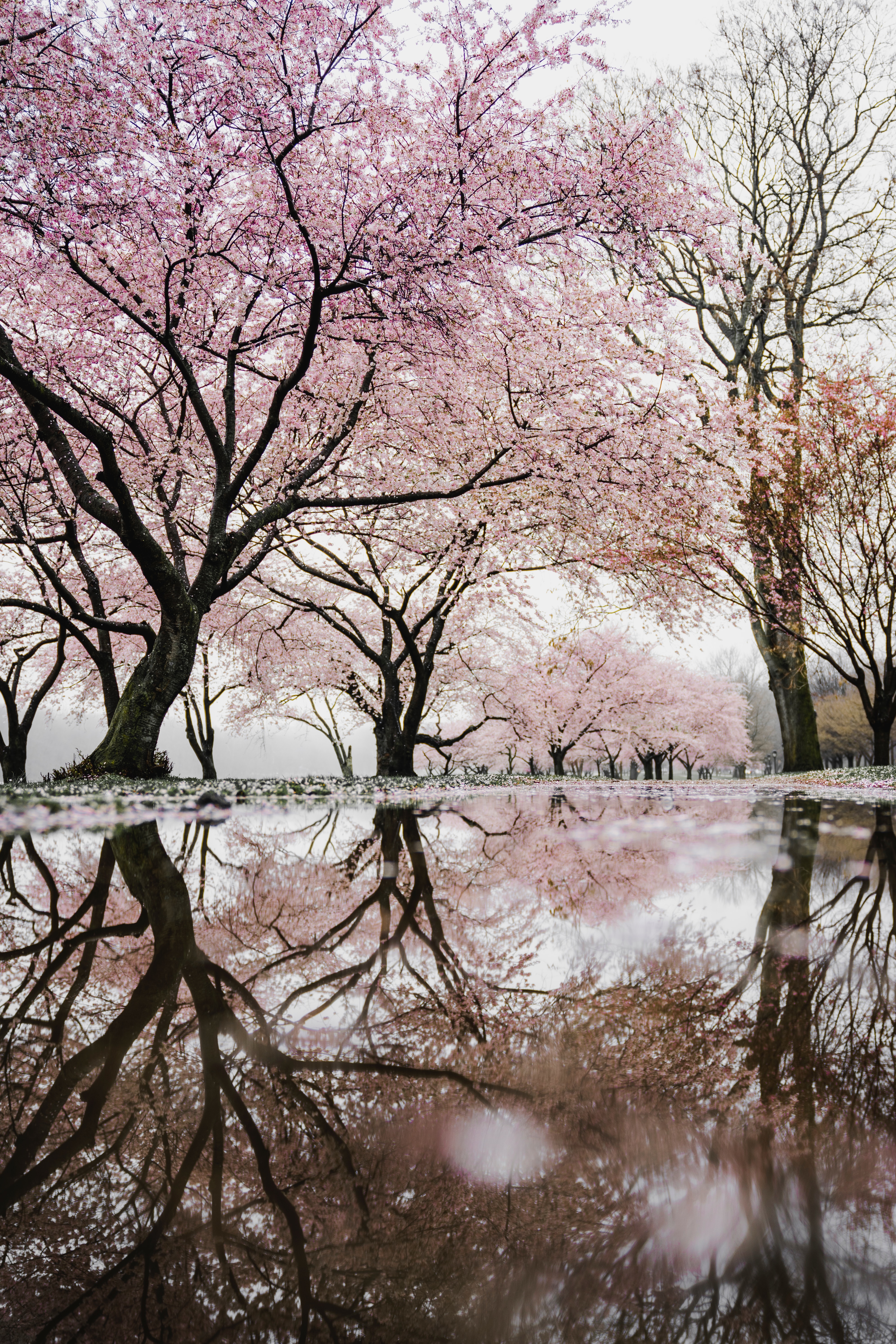 Cherry Blossom Tree Wallpapers