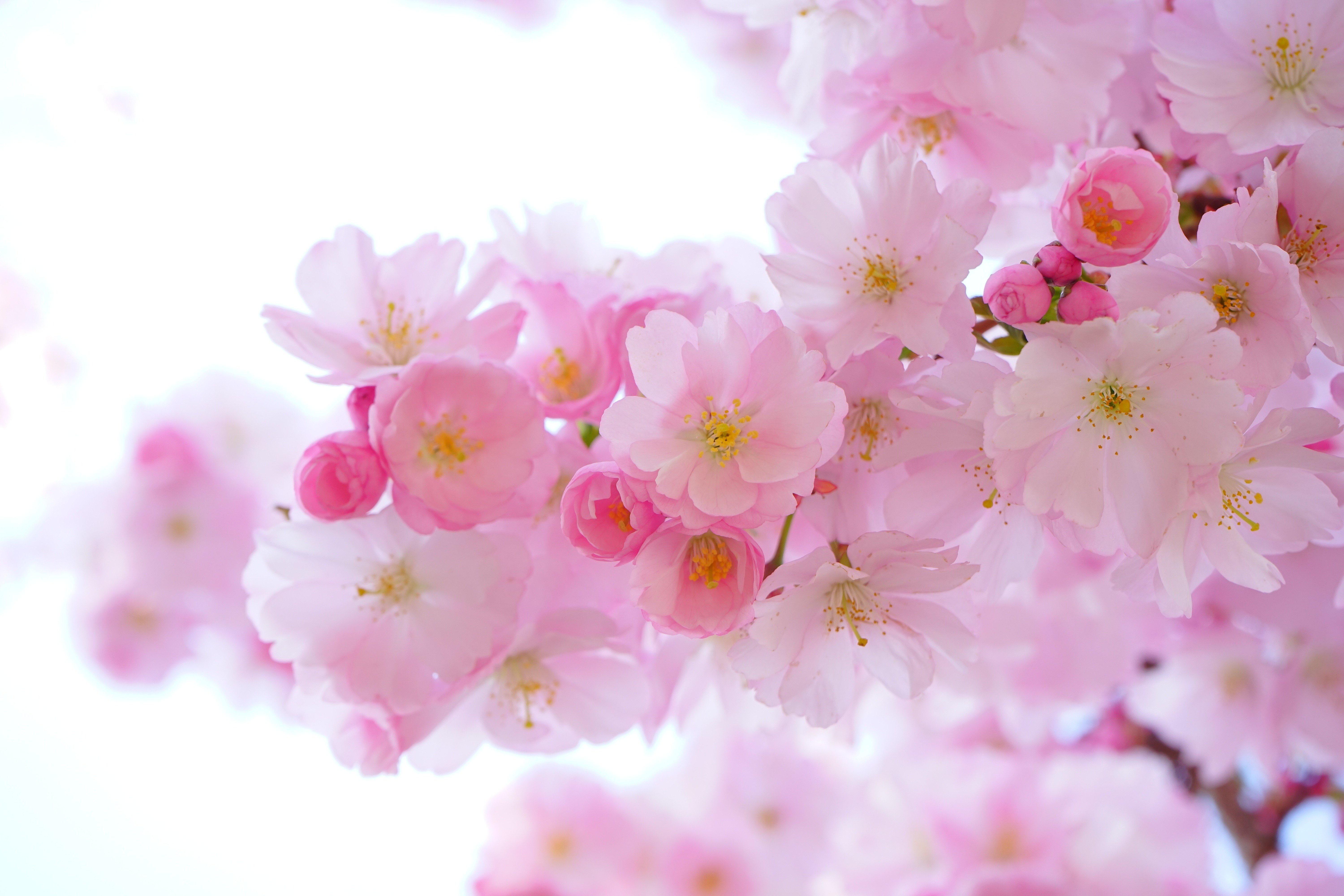 Cherry Blossom Tree Wallpapers
