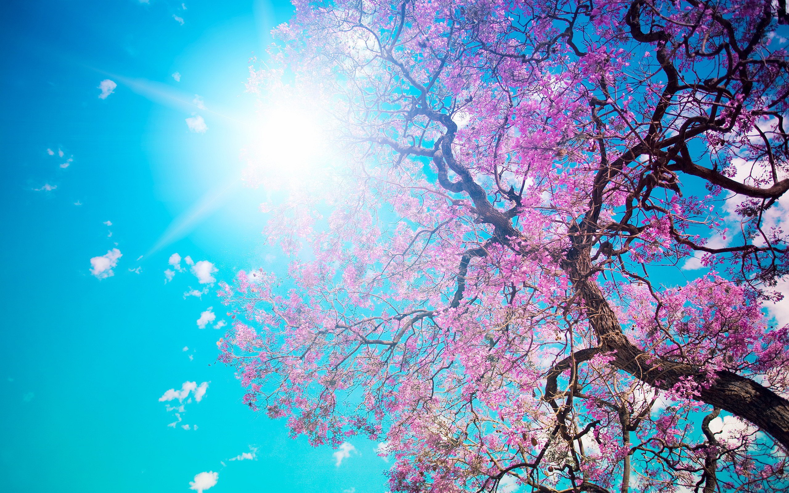 Cherry Blossom Tree Wallpapers