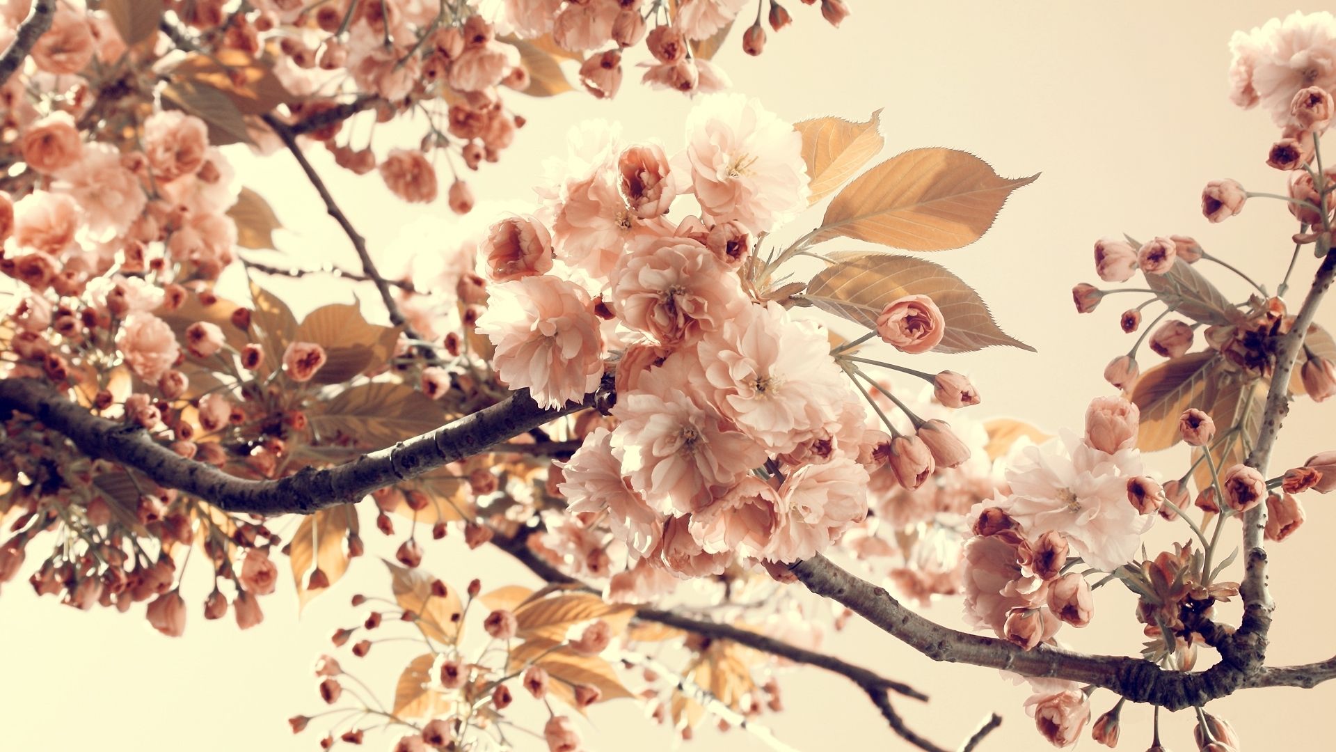 Cherry Blossom Vintage Wallpapers