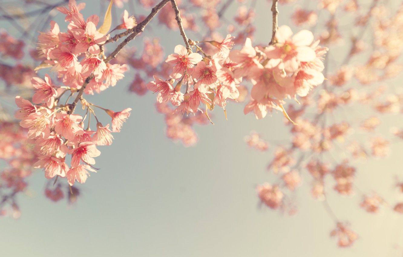 Cherry Blossom Vintage Wallpapers