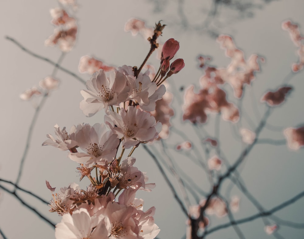 Cherry Blossom Vintage Wallpapers