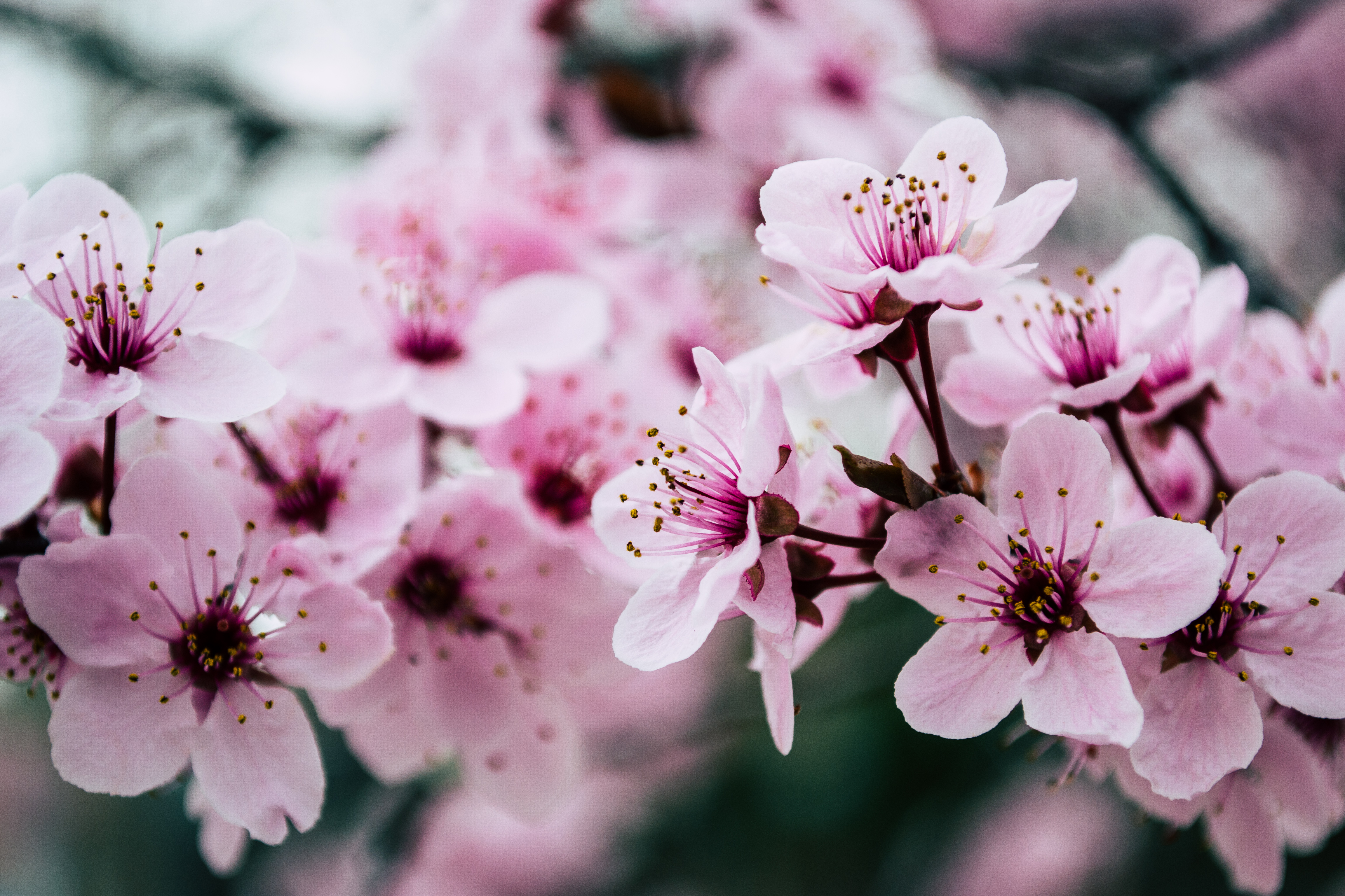 Cherry Blossom Wallpapers