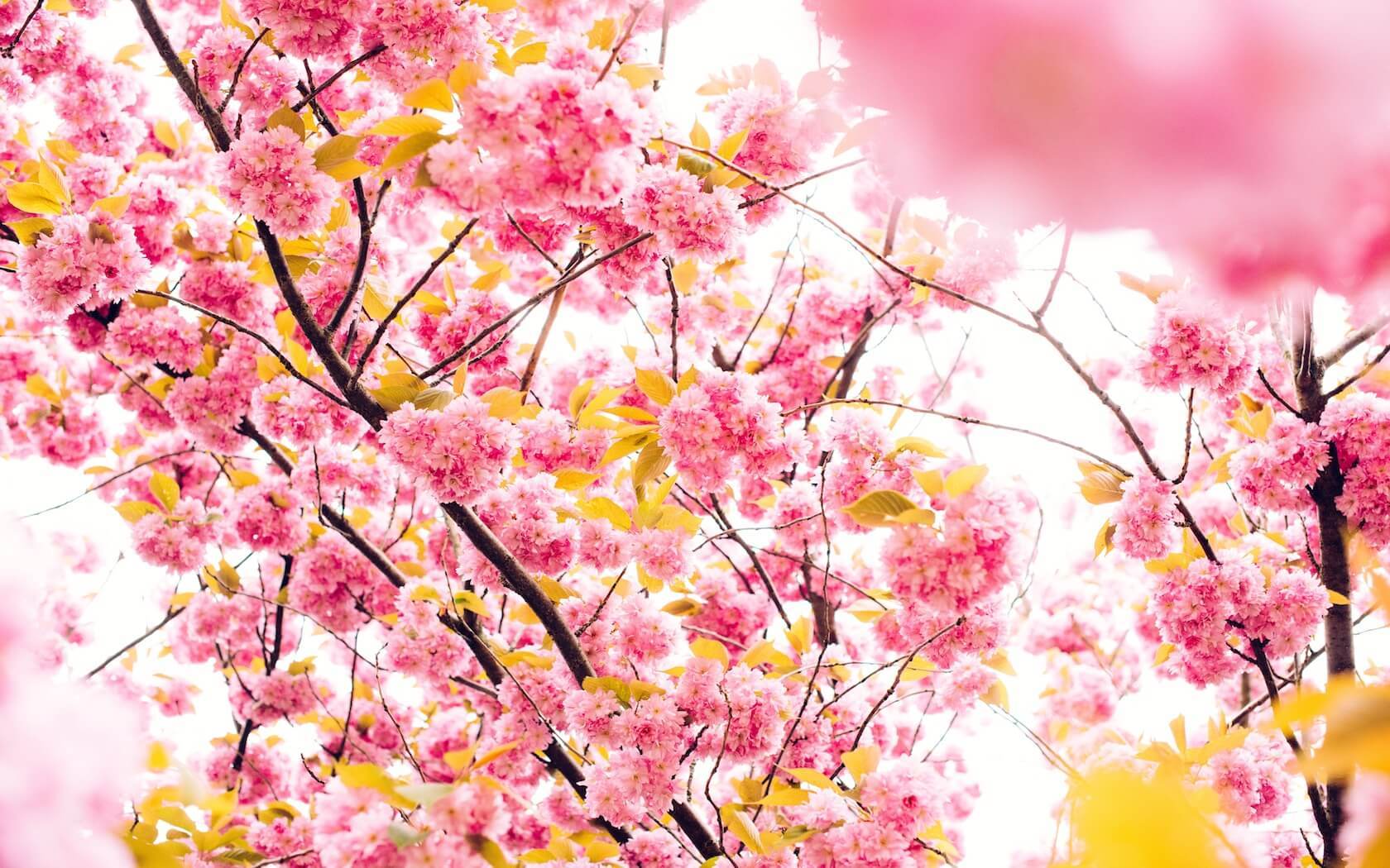 Cherry Blossom Yellow Wallpapers