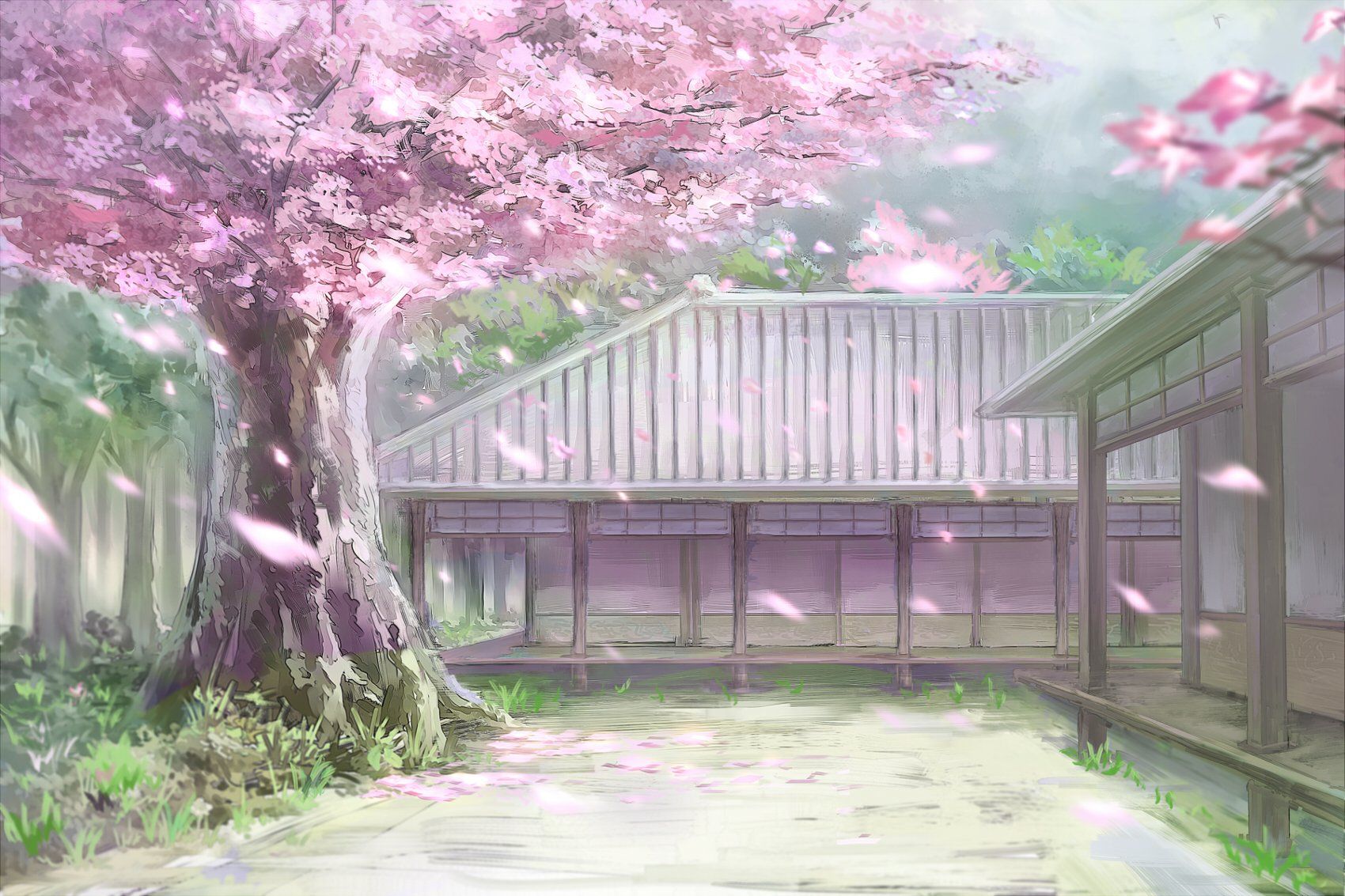 Cherry Blossoms Anime Scenery Wallpapers