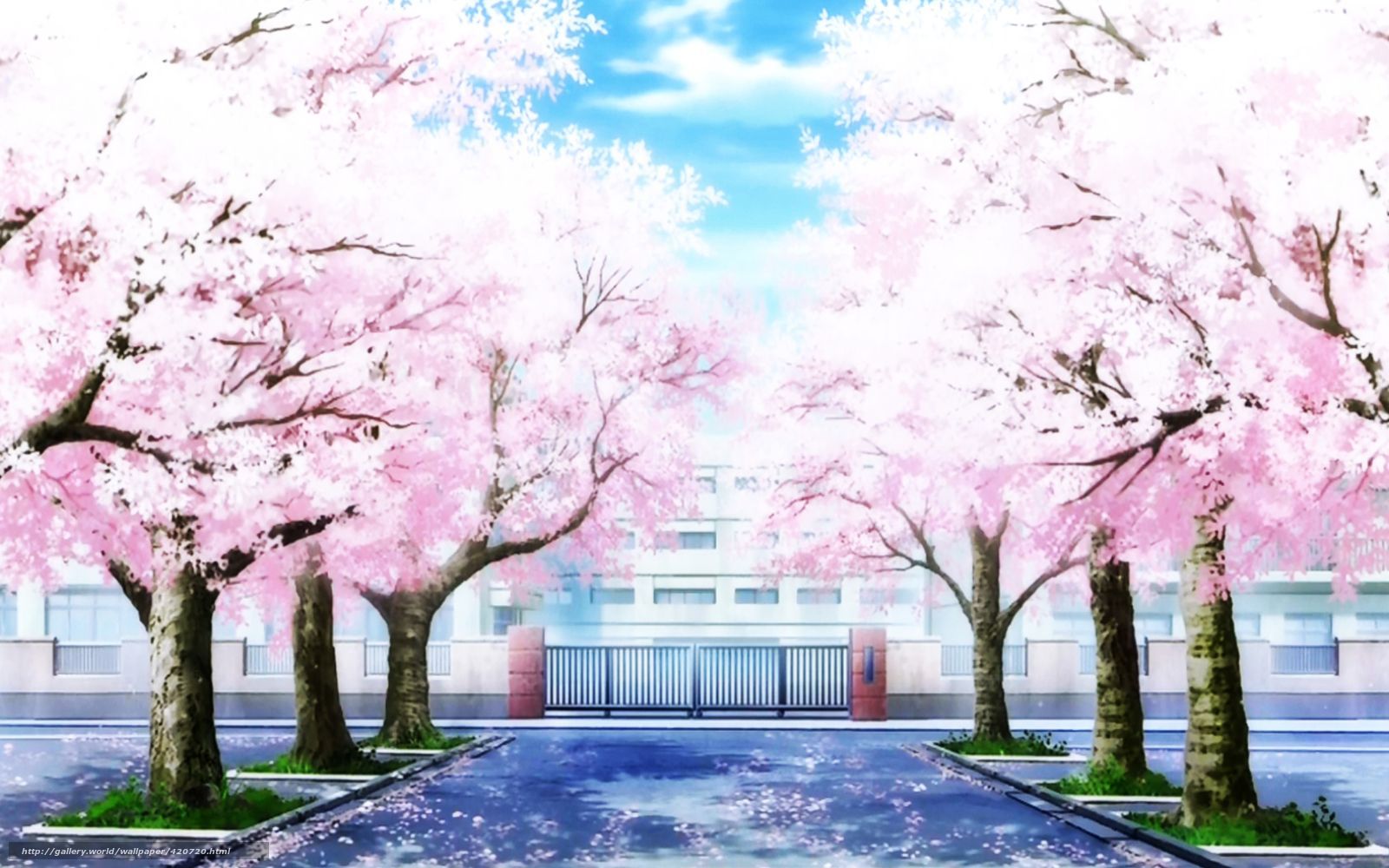 Cherry Blossoms Anime Scenery Wallpapers