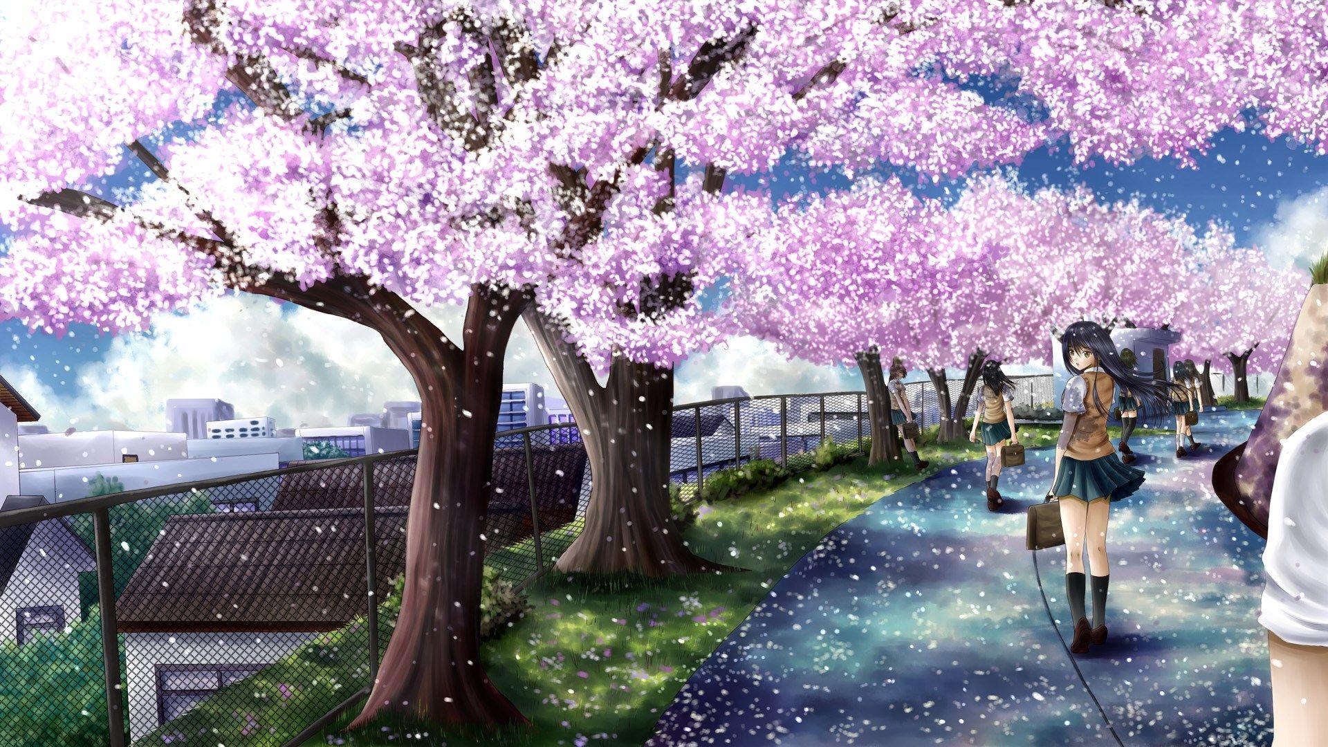 Cherry Blossoms Anime Scenery Wallpapers