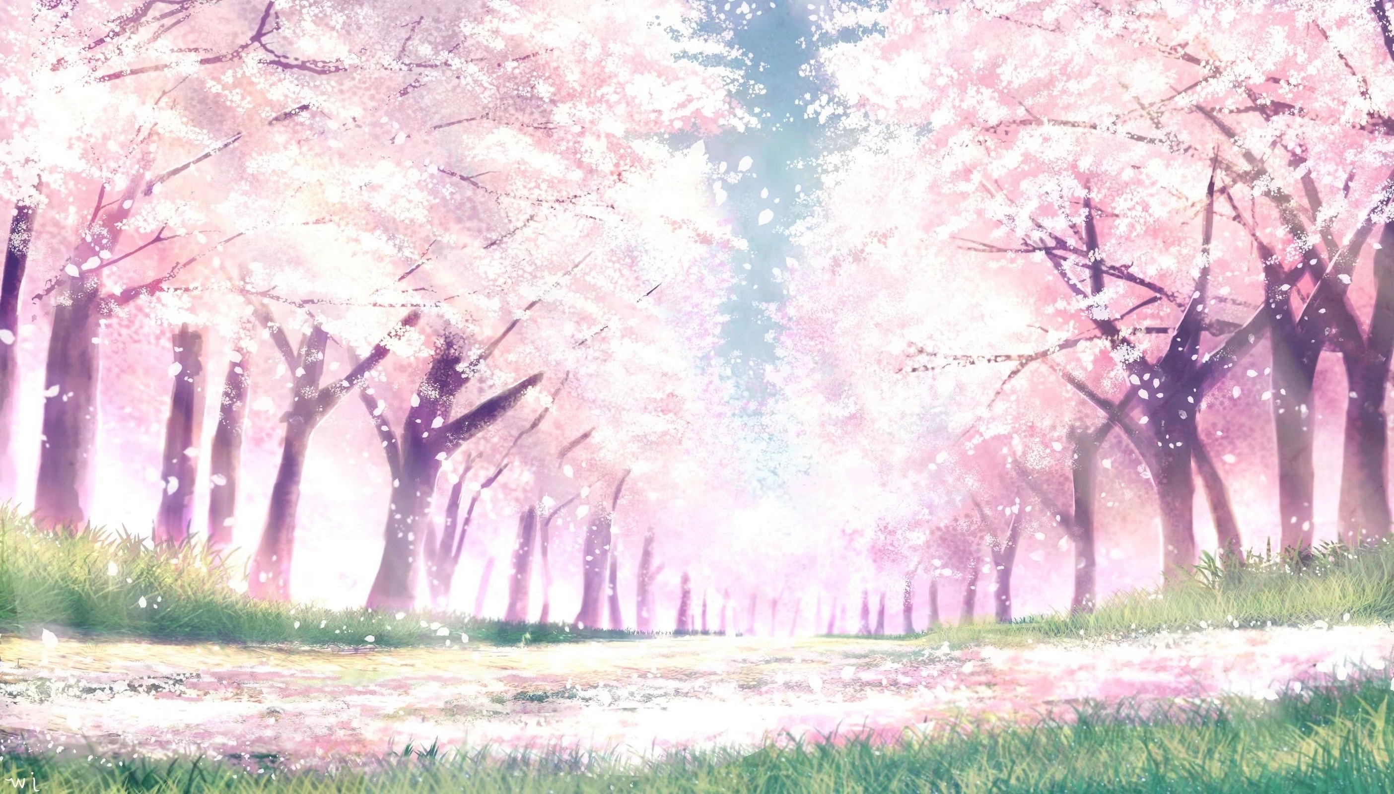 Cherry Blossoms Anime Scenery Wallpapers