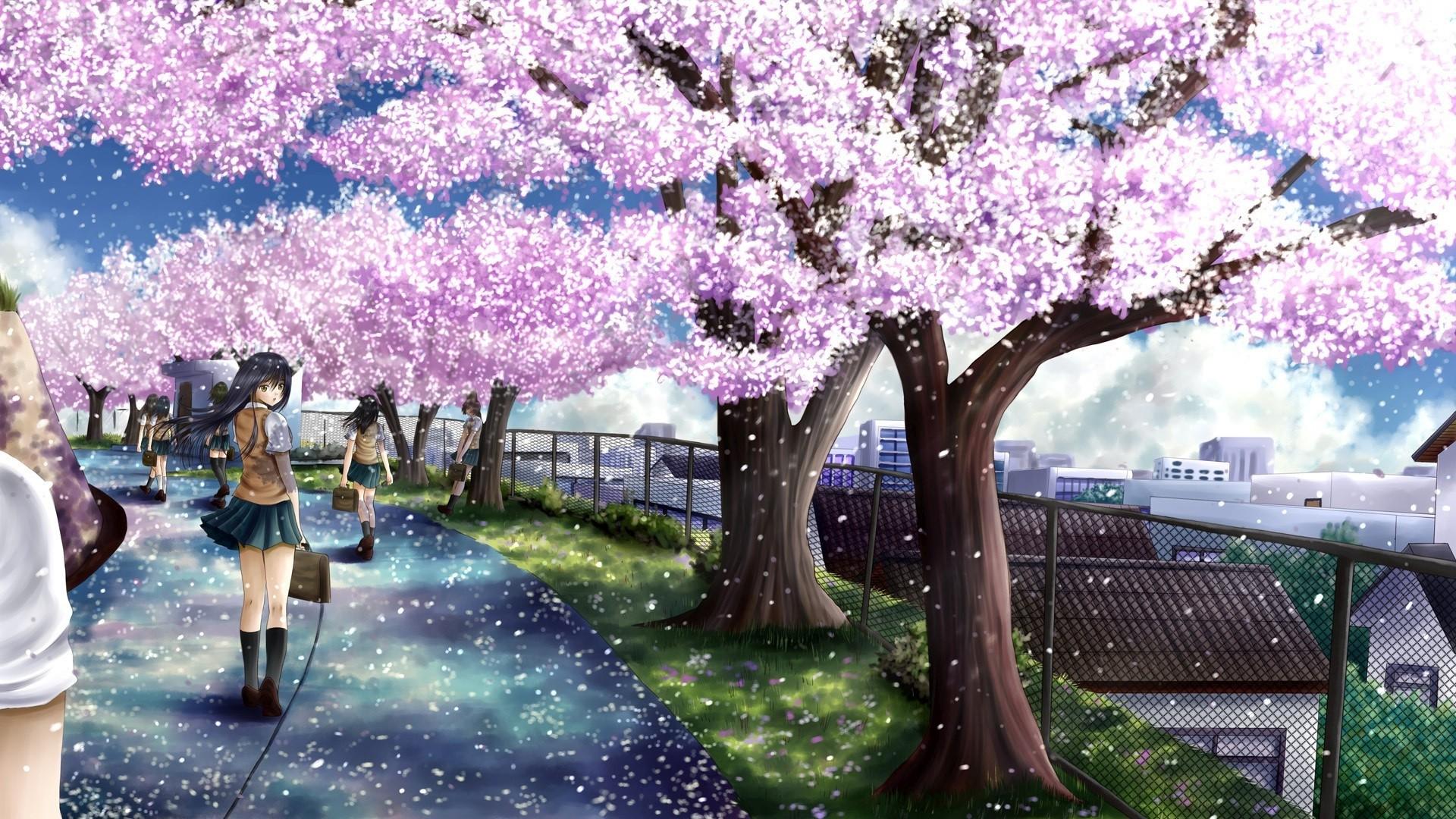 Cherry Blossoms Anime Scenery Wallpapers