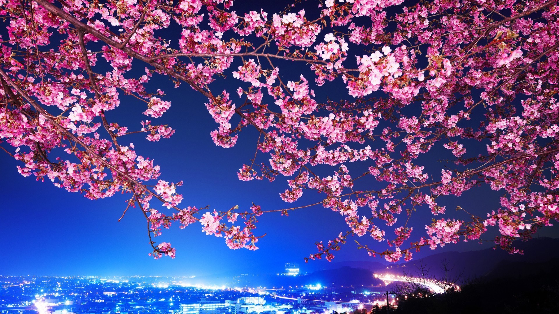 Cherry Blossoms Anime Scenery Wallpapers