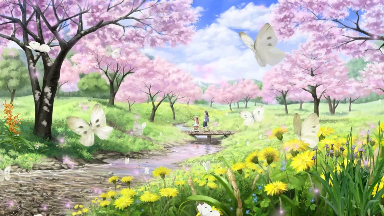 Cherry Blossoms Anime Scenery Wallpapers