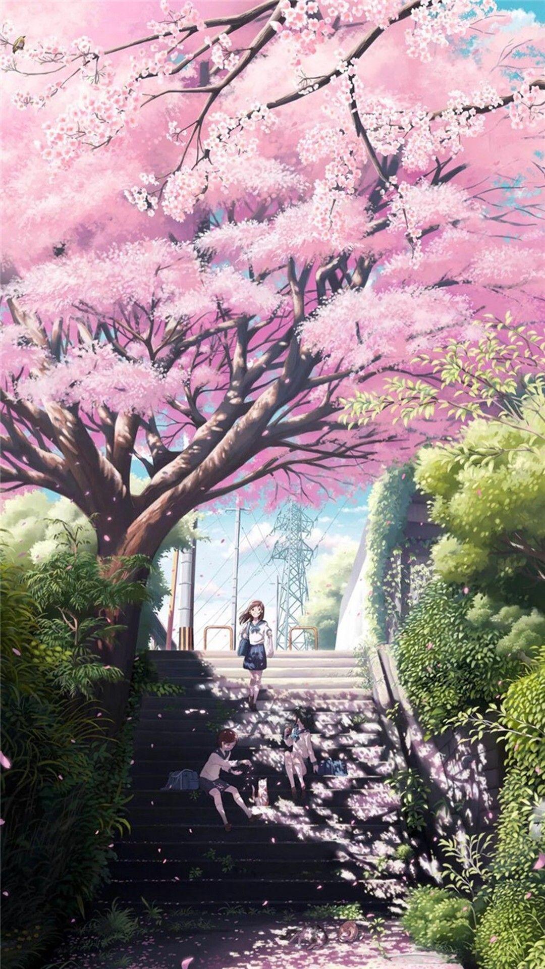 Cherry Blossoms Anime Scenery Wallpapers