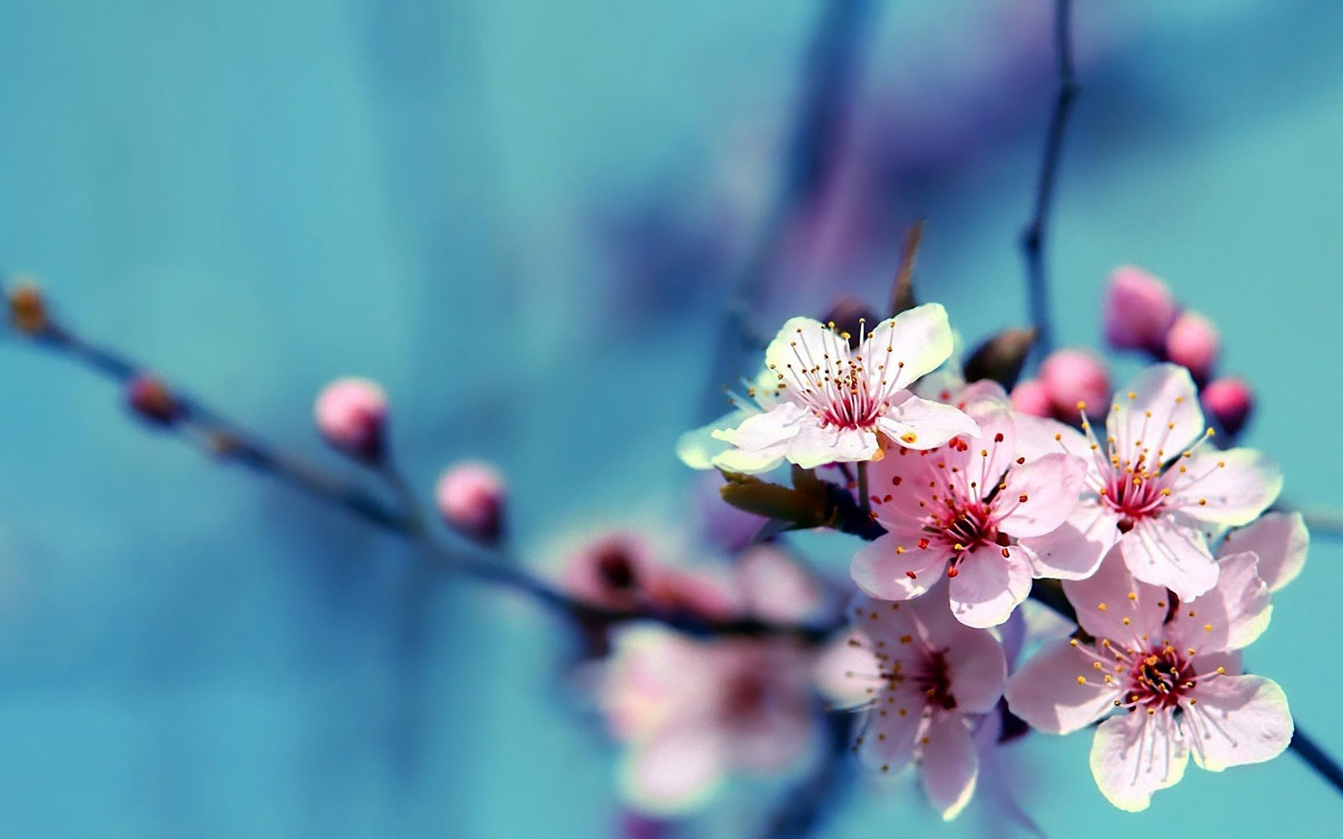 Cherry Blossoms Flowers Wallpapers