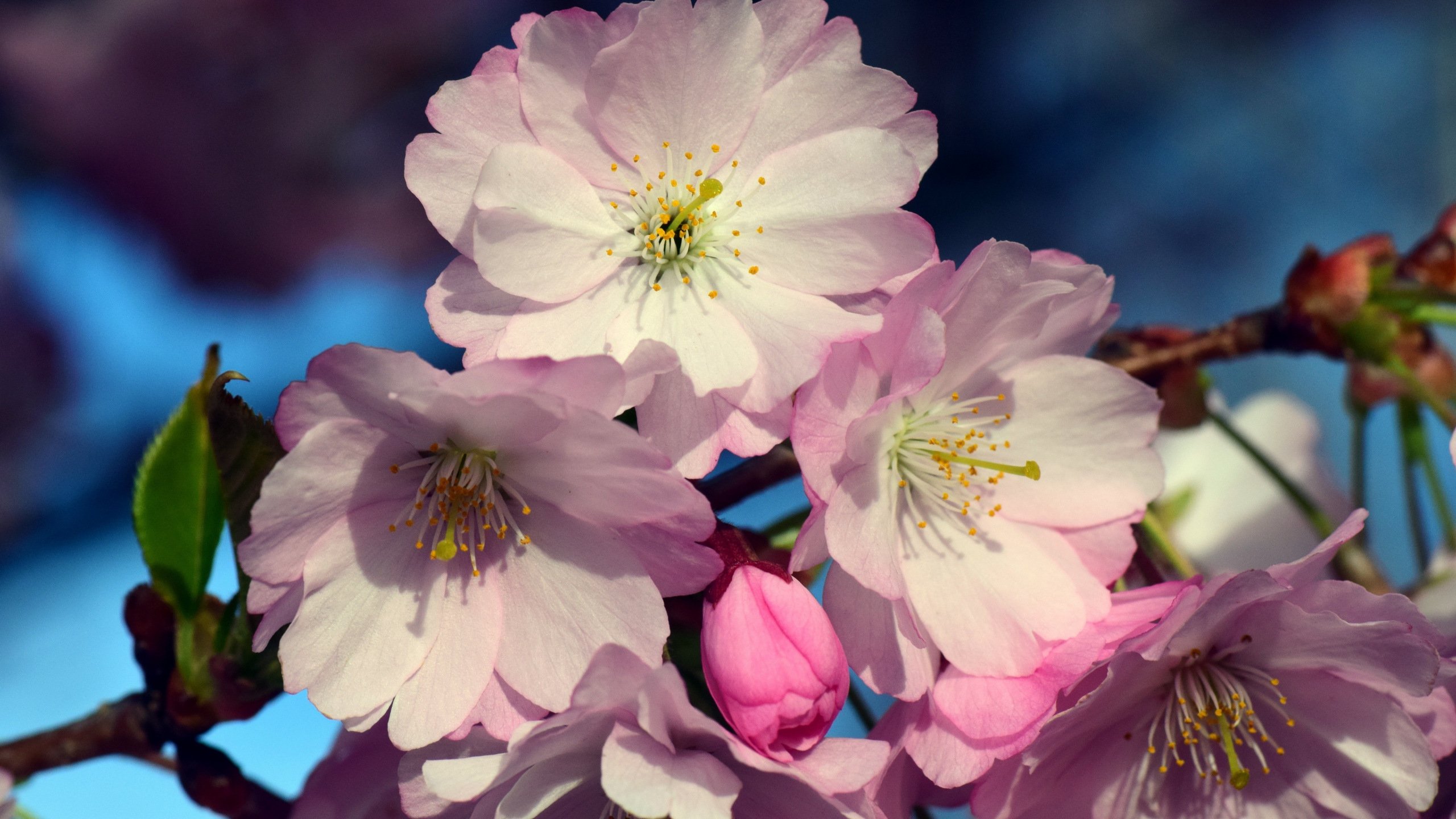 Cherry Blossoms Flowers Wallpapers