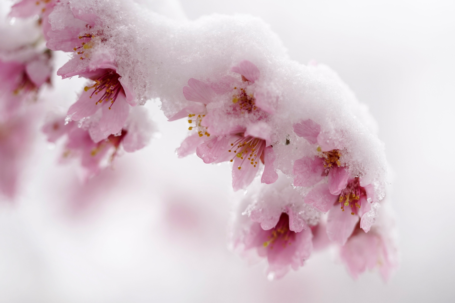 Cherry Blossoms Flowers Wallpapers