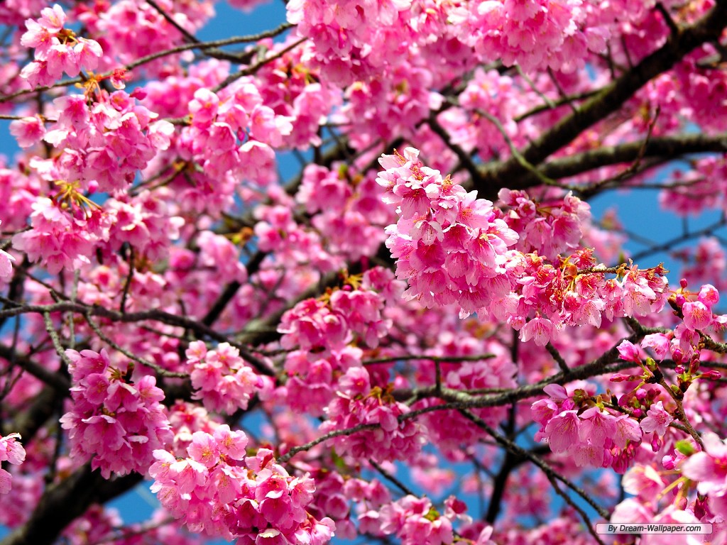 Cherry Blossoms Flowers Wallpapers