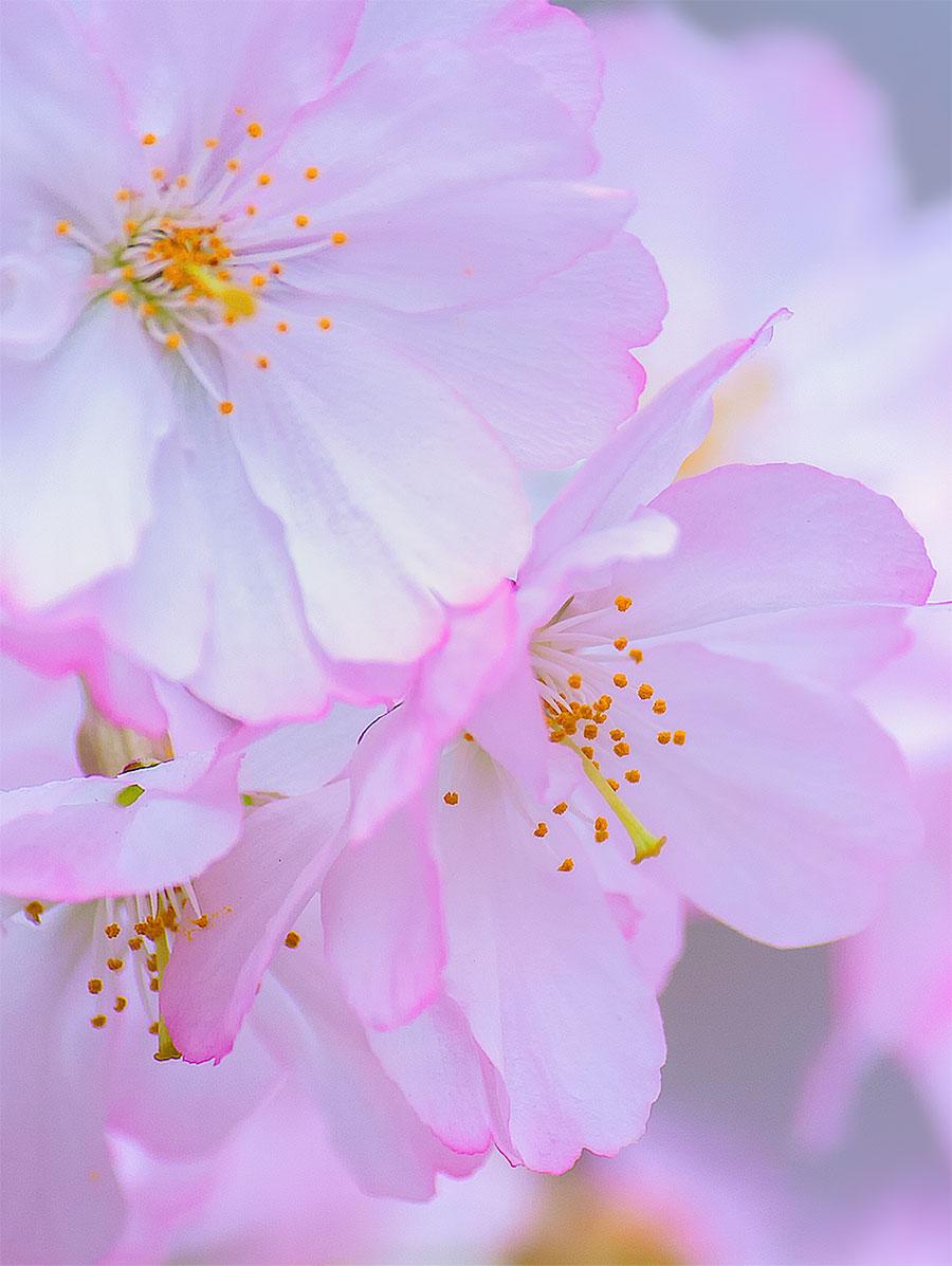 Cherry Blossoms Flowers Wallpapers