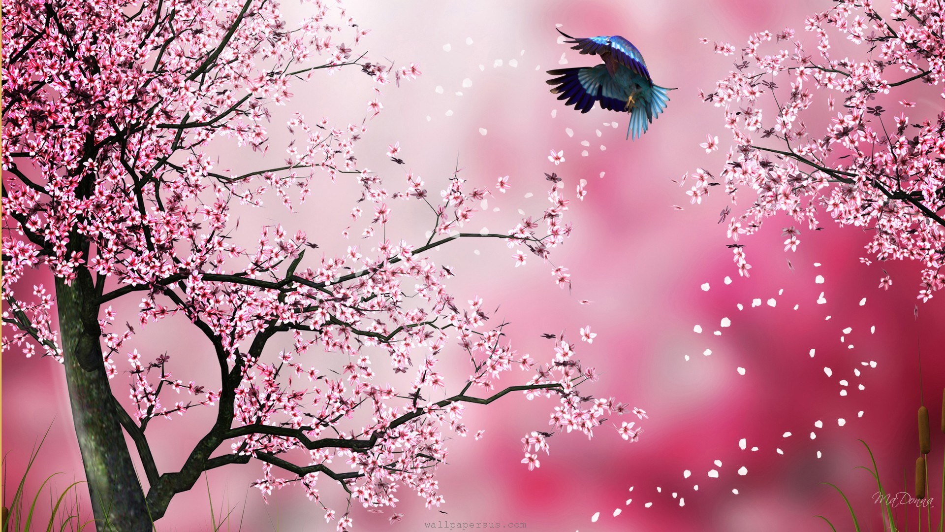 Cherry Blossoms Flowers Wallpapers