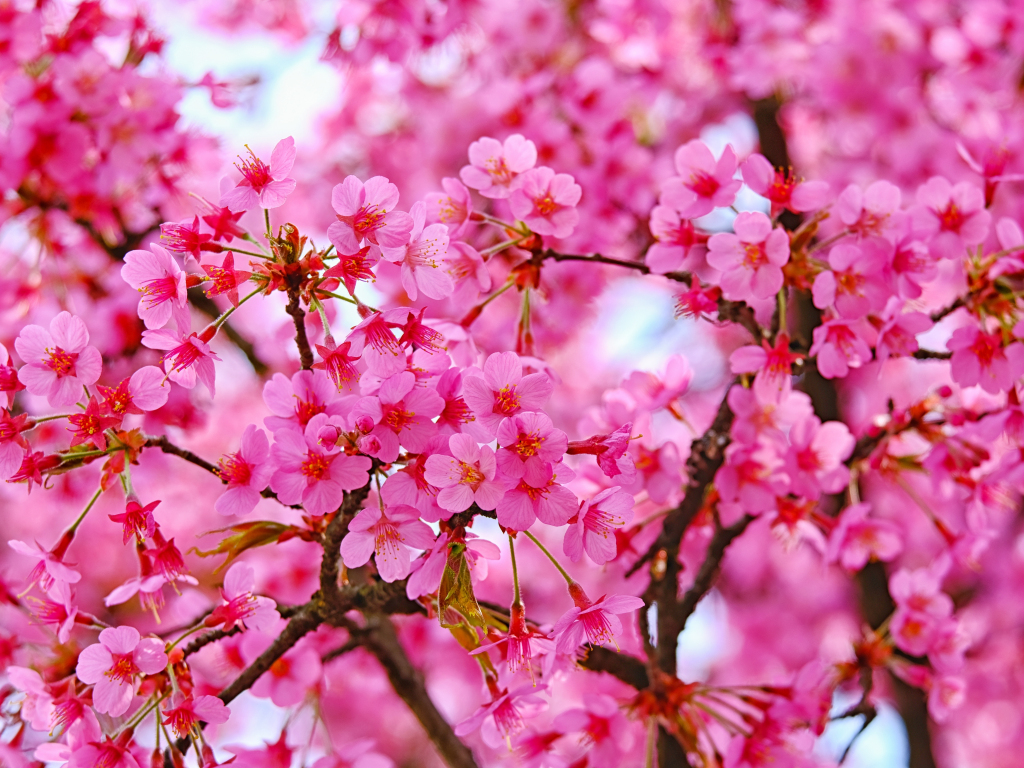 Cherry Blossoms Flowers Wallpapers