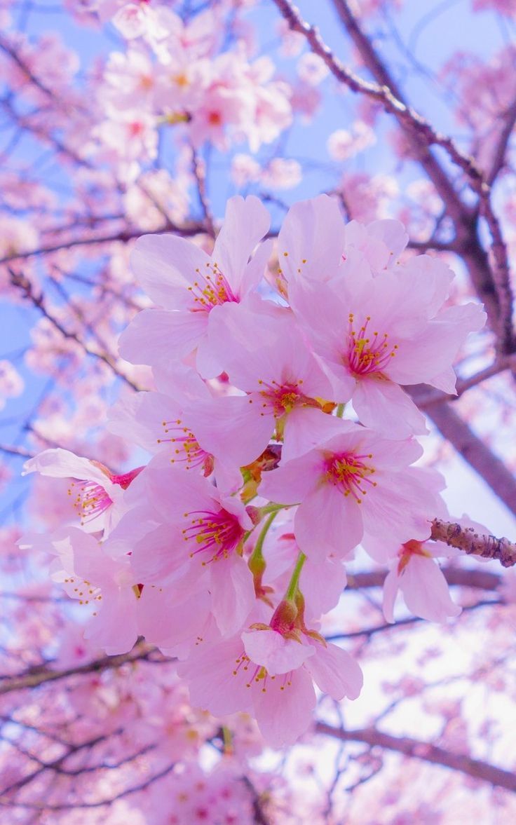 Cherry Blossoms Flowers Wallpapers