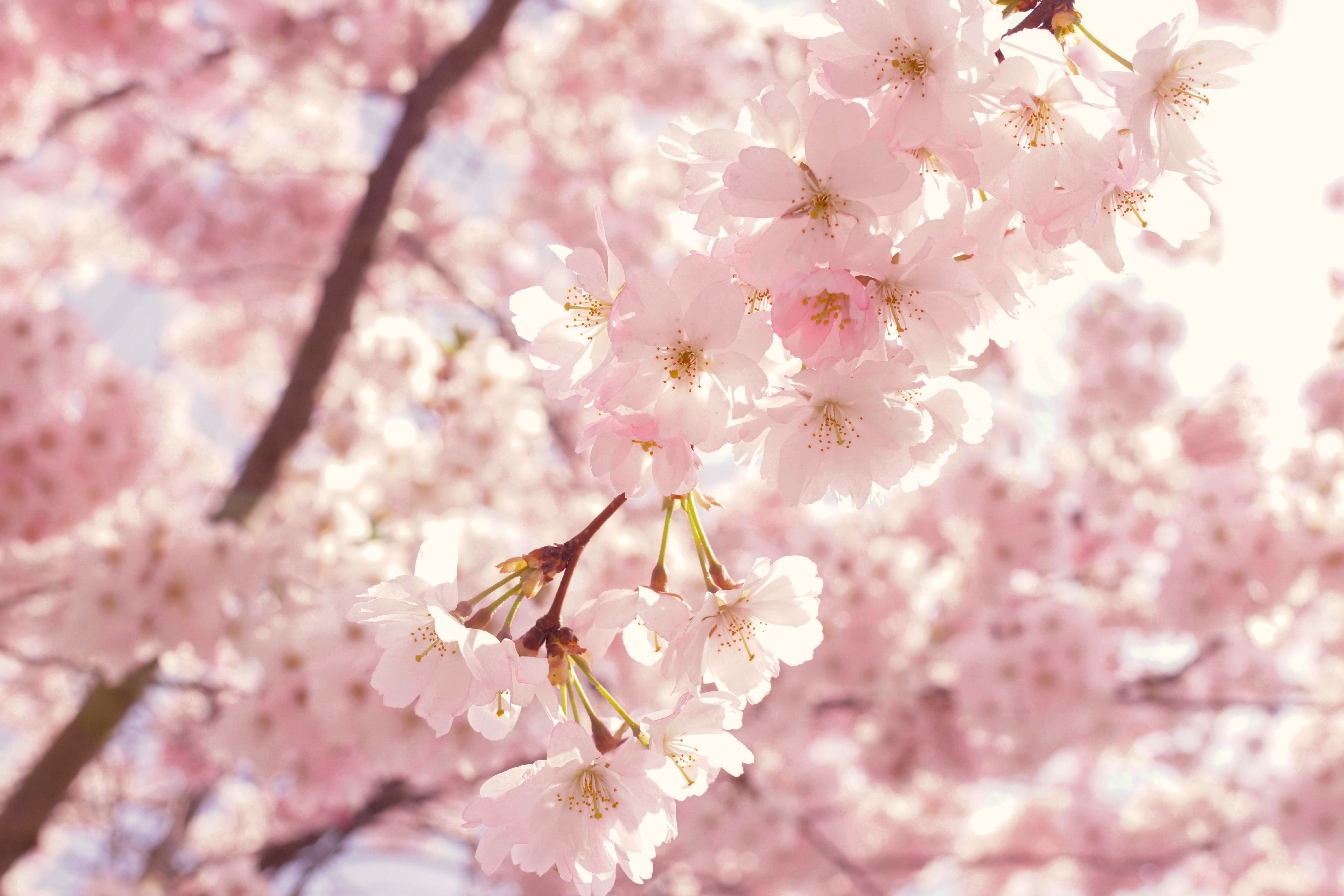 Cherry Blossoms Flowers Wallpapers