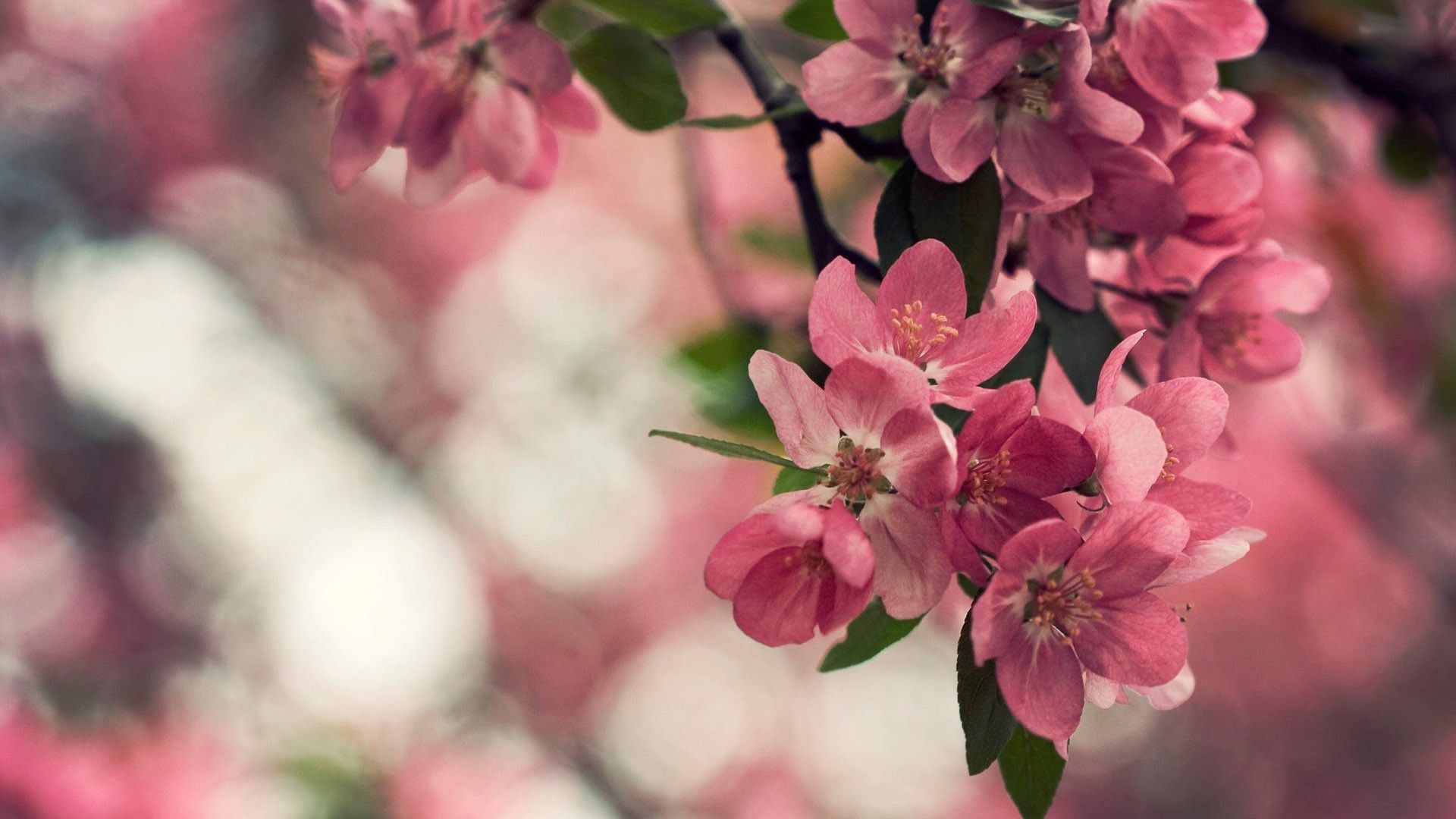 Cherry Blossoms Flowers Wallpapers