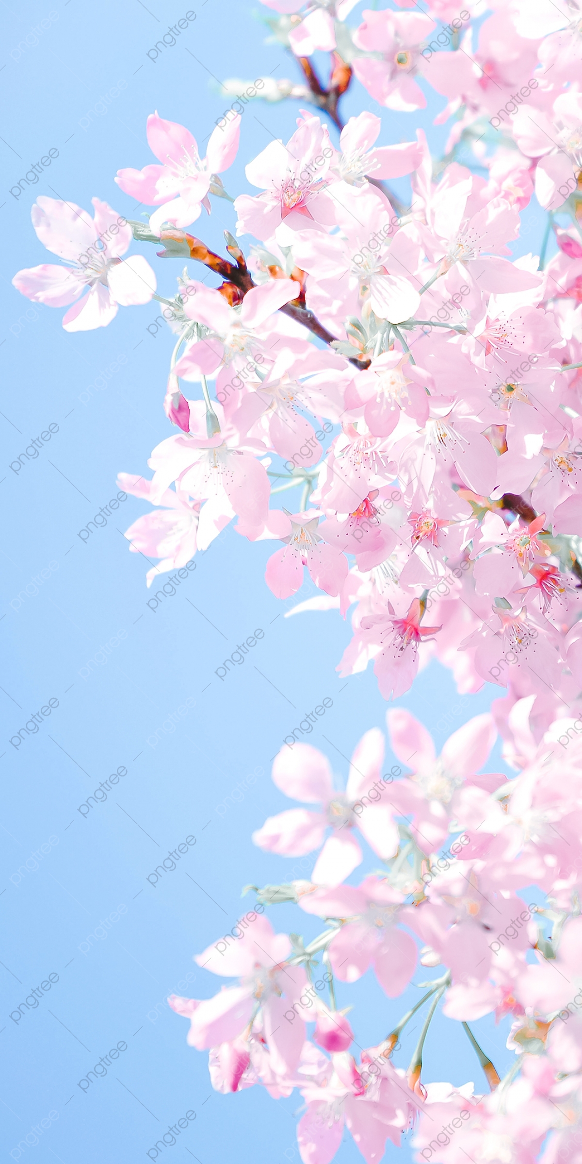 Cherry Blossoms Wallpapers